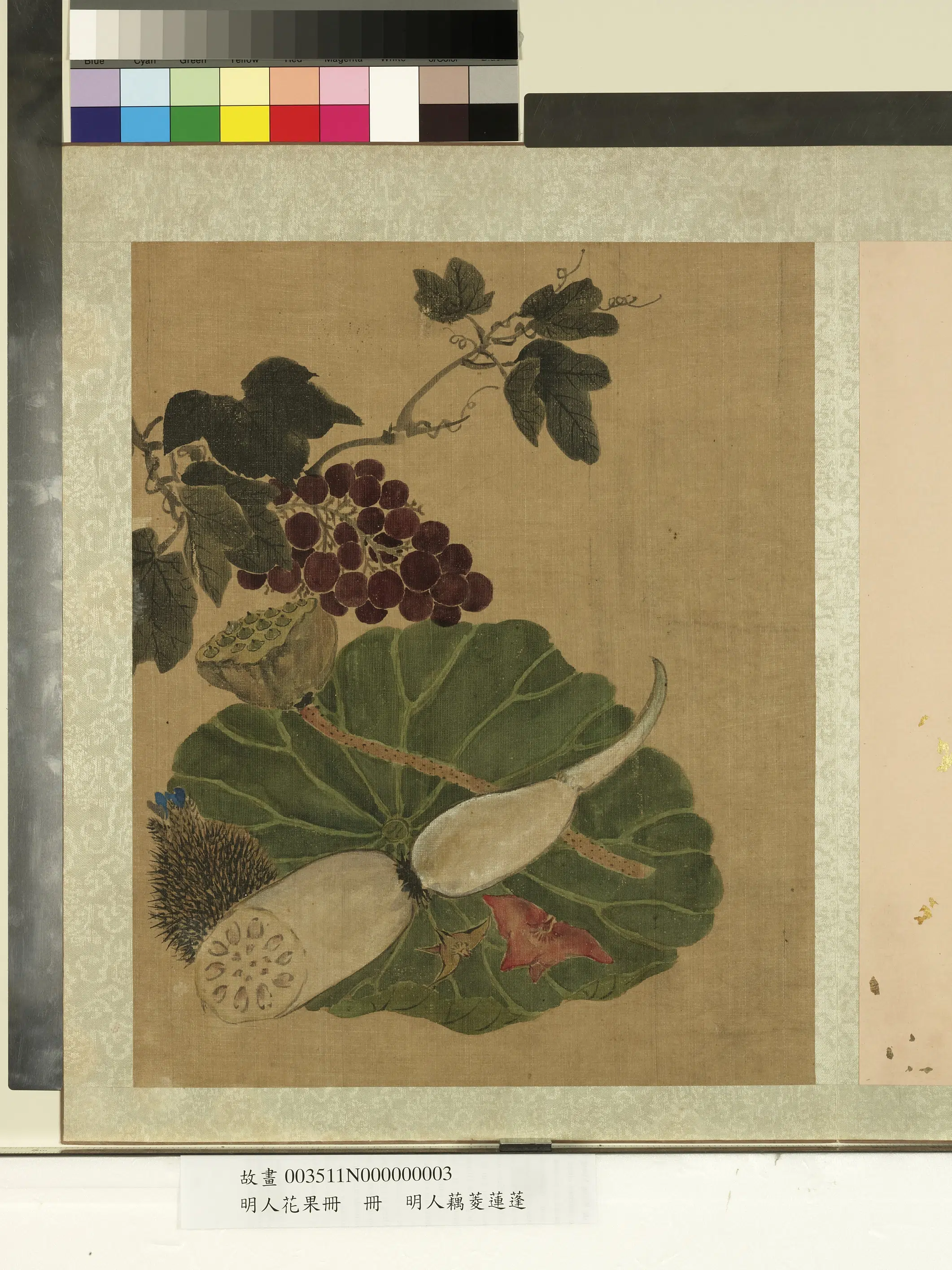 明朝《明人花果册》 第8张