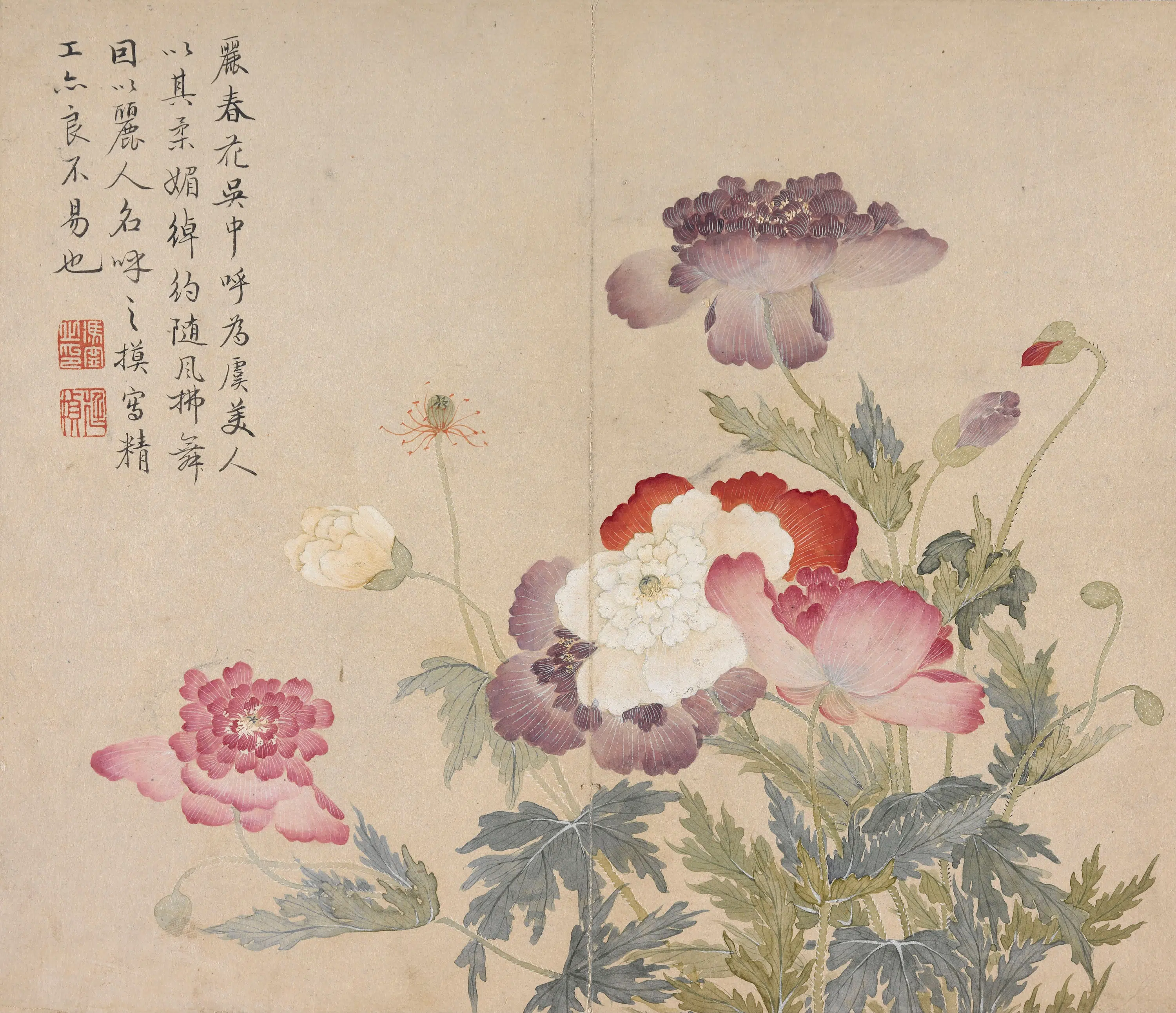 清代【冯祥】《花卉册（八开之一）罂粟花》