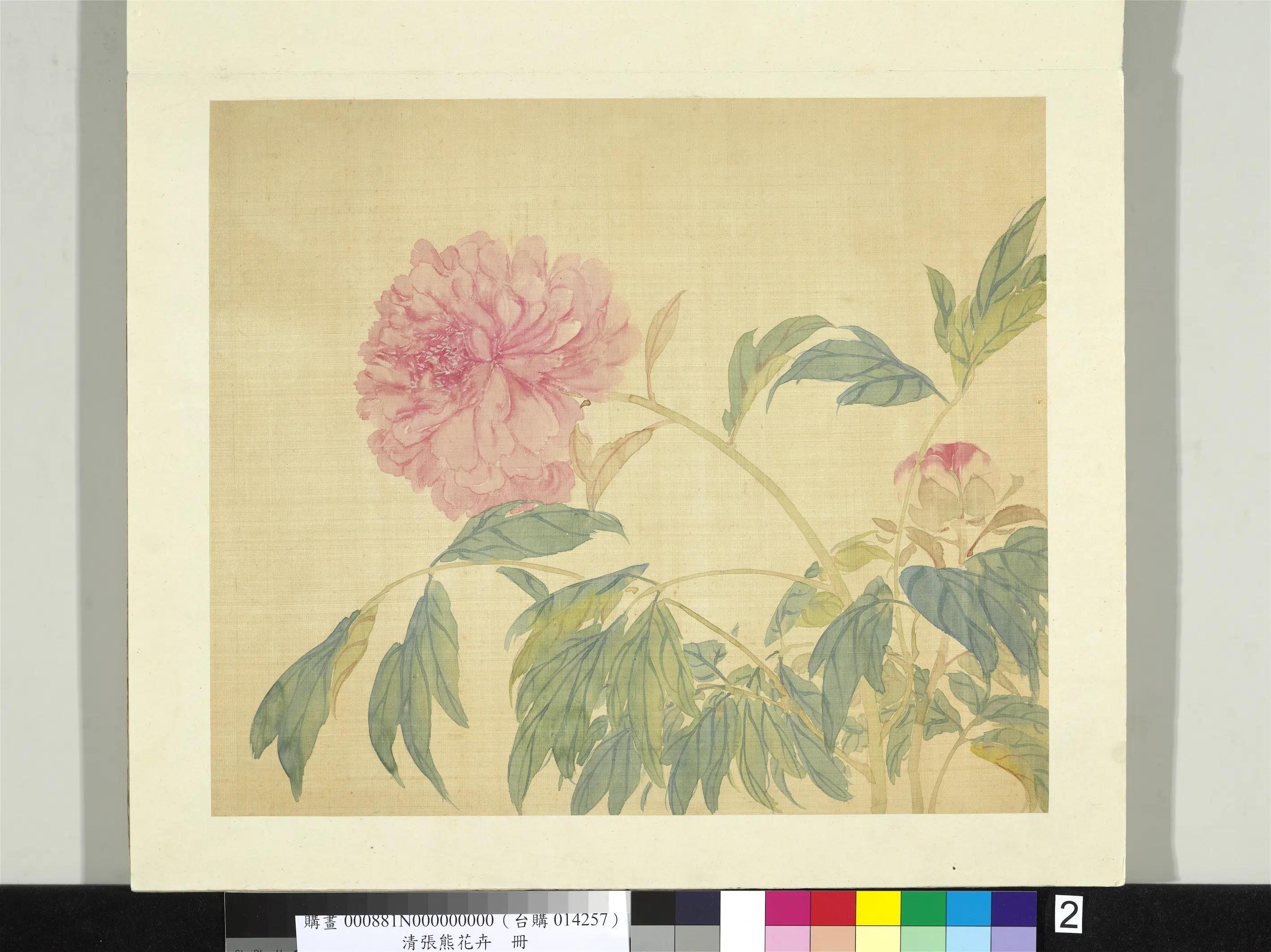 清代【张熊】《花卉册-牡丹》