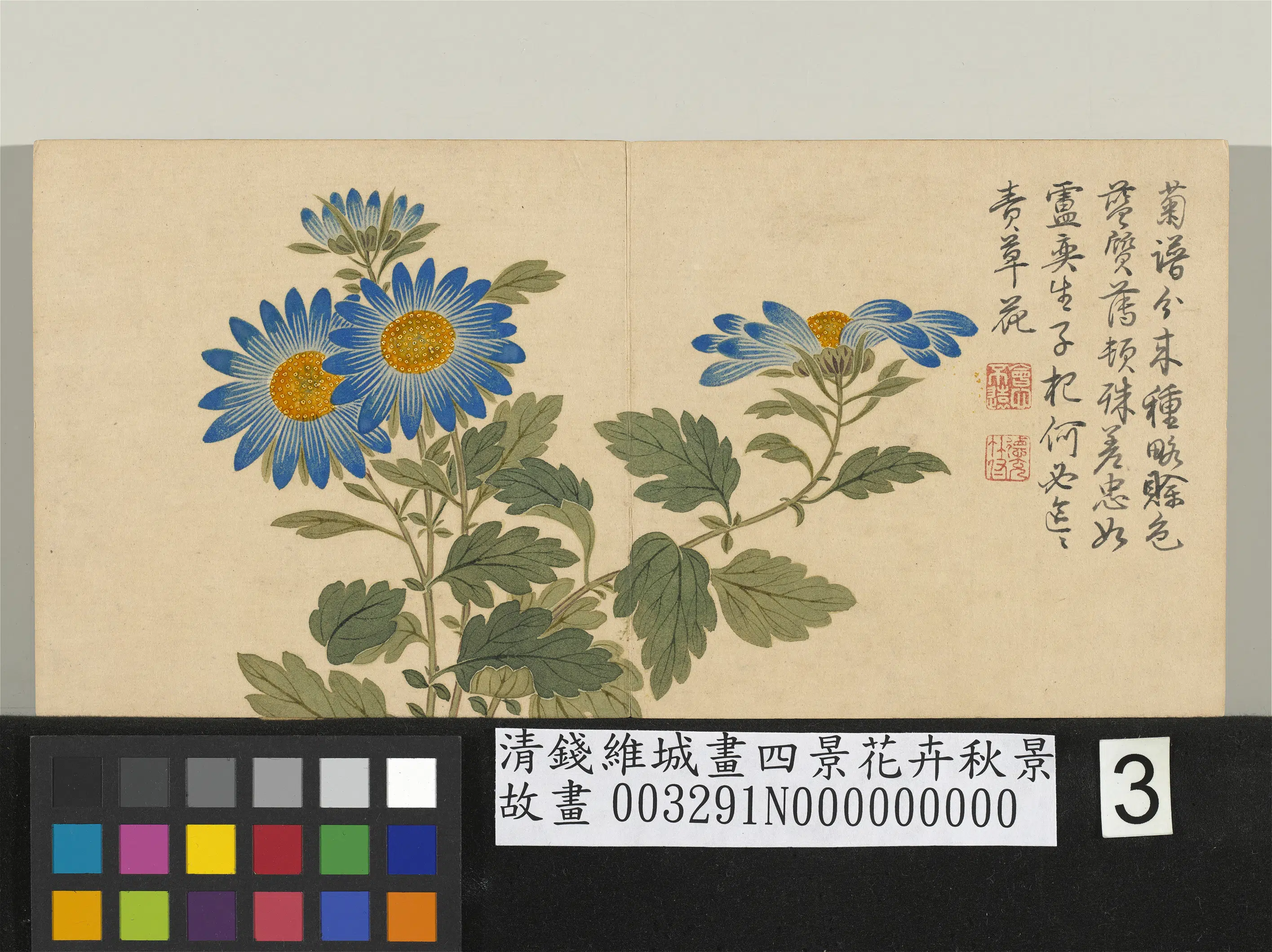 清代【钱维城】《画四景花卉秋景册-蓝菊》
