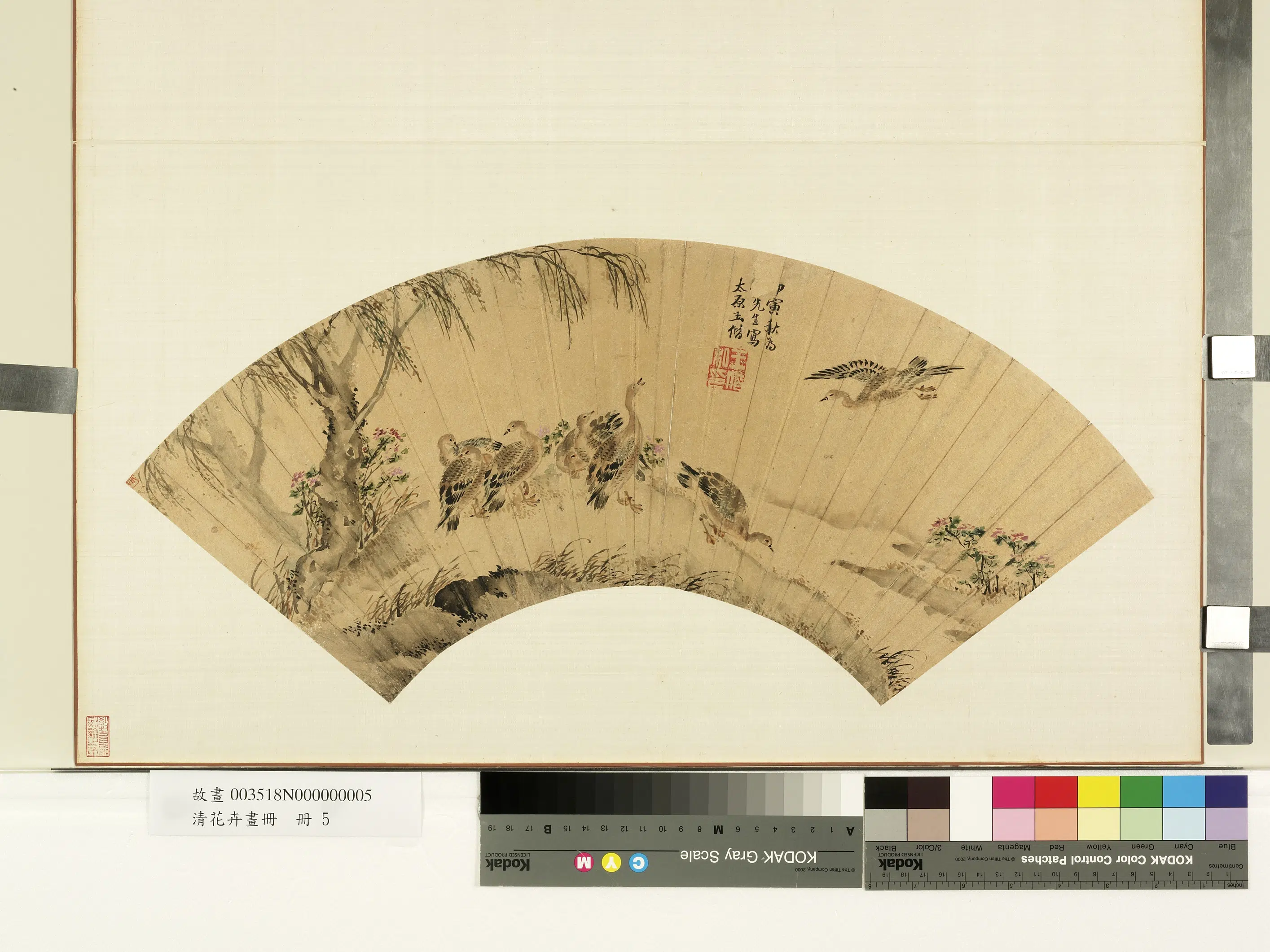 明朝【王偕】《花卉画册-芙蓉》