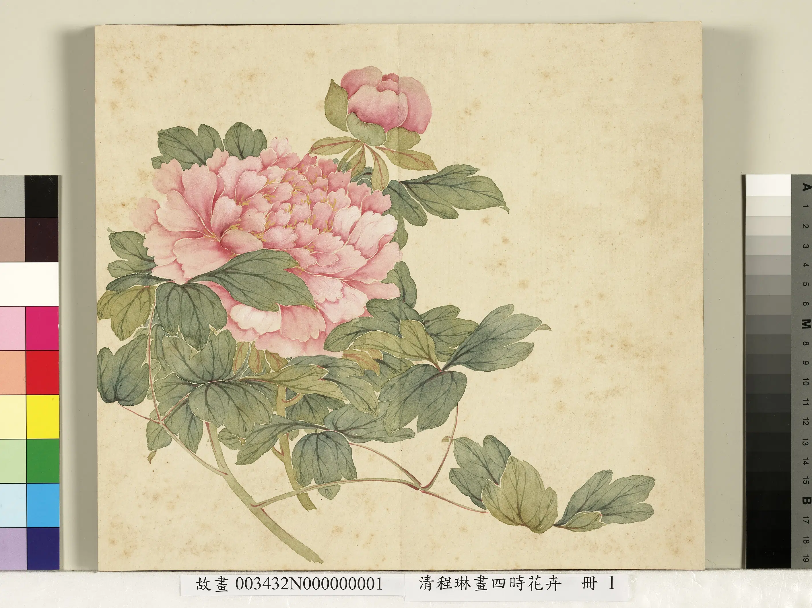 清代【程琳】《画四时花卉册-牡丹》
