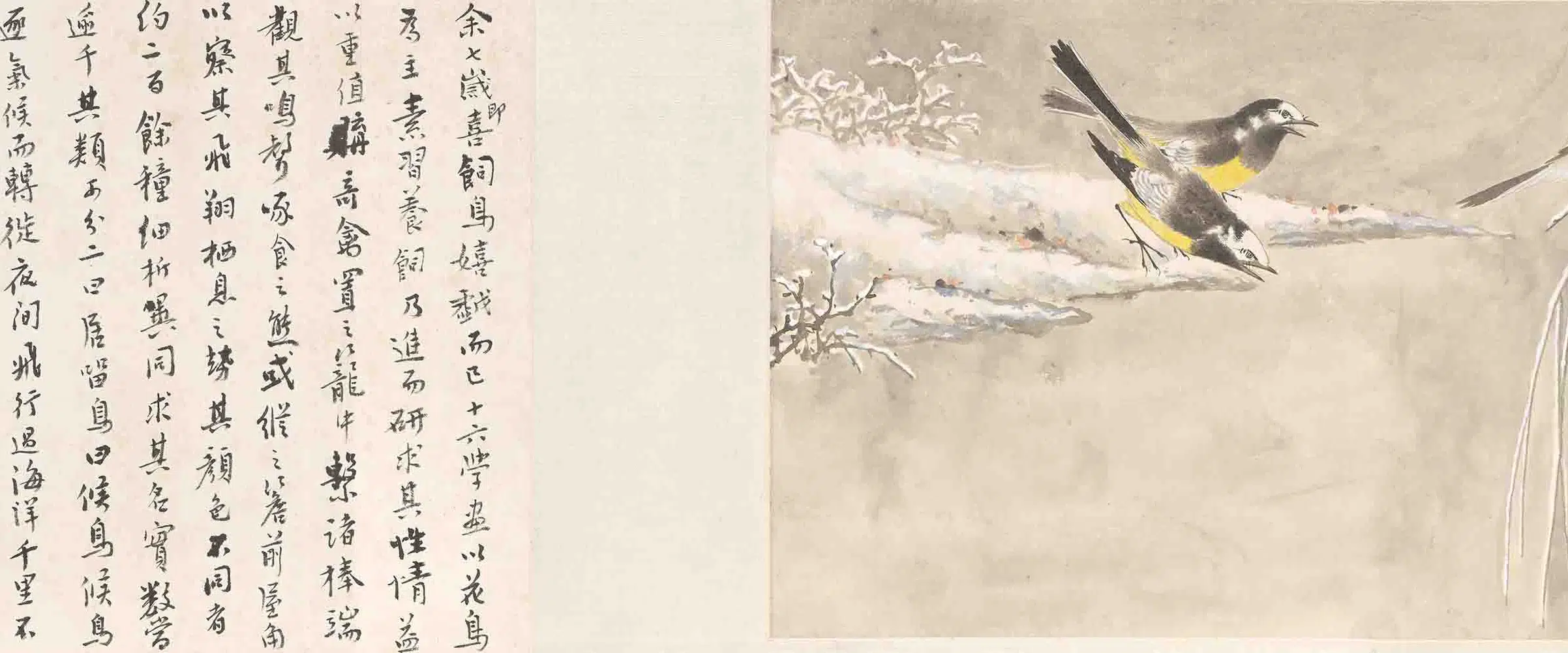 近现代【江寒汀】《百禽图卷》 第18张 近现代【江寒汀】《百禽图卷》 第18张