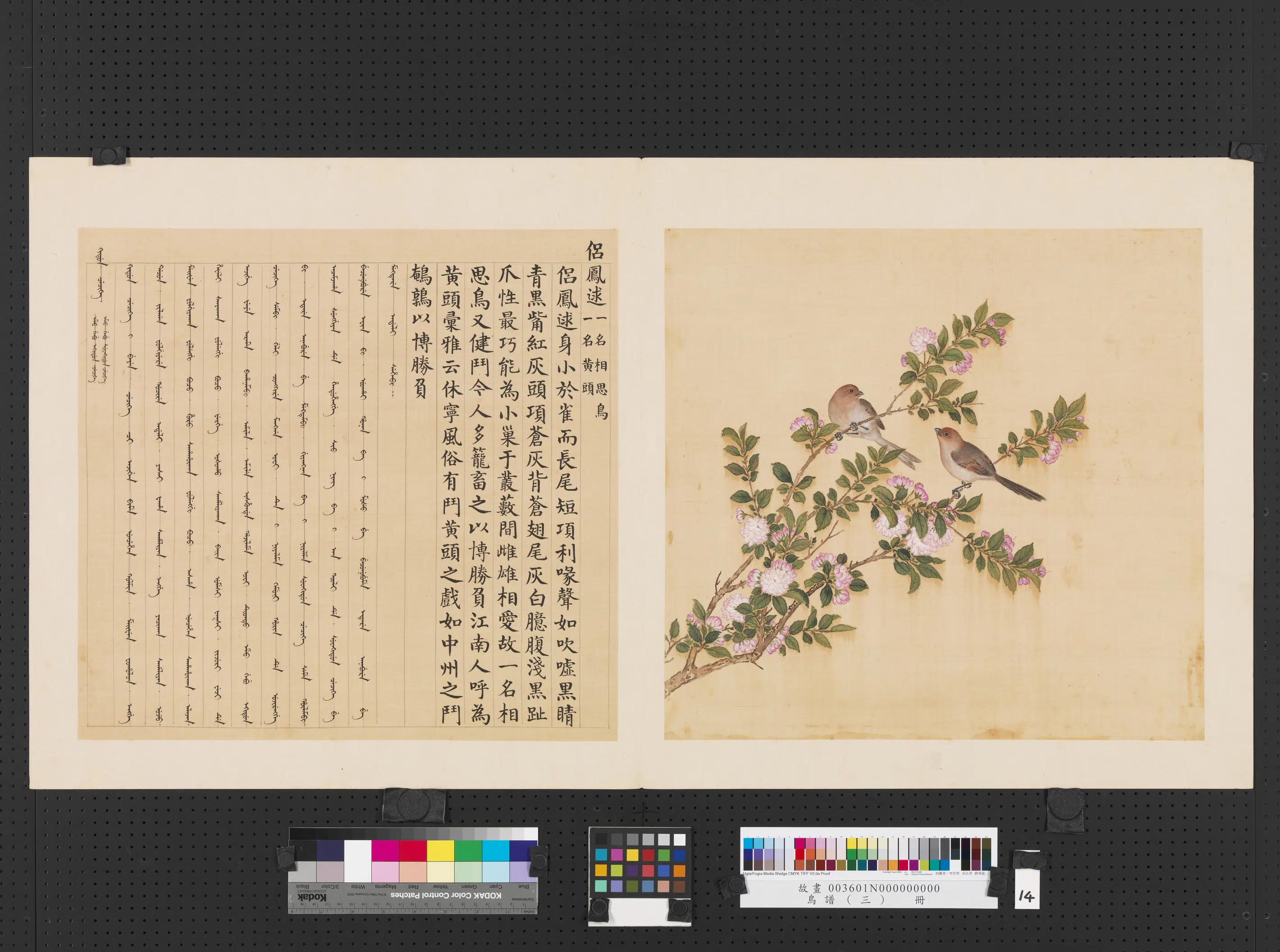 《鸟谱（三）册》 第2张