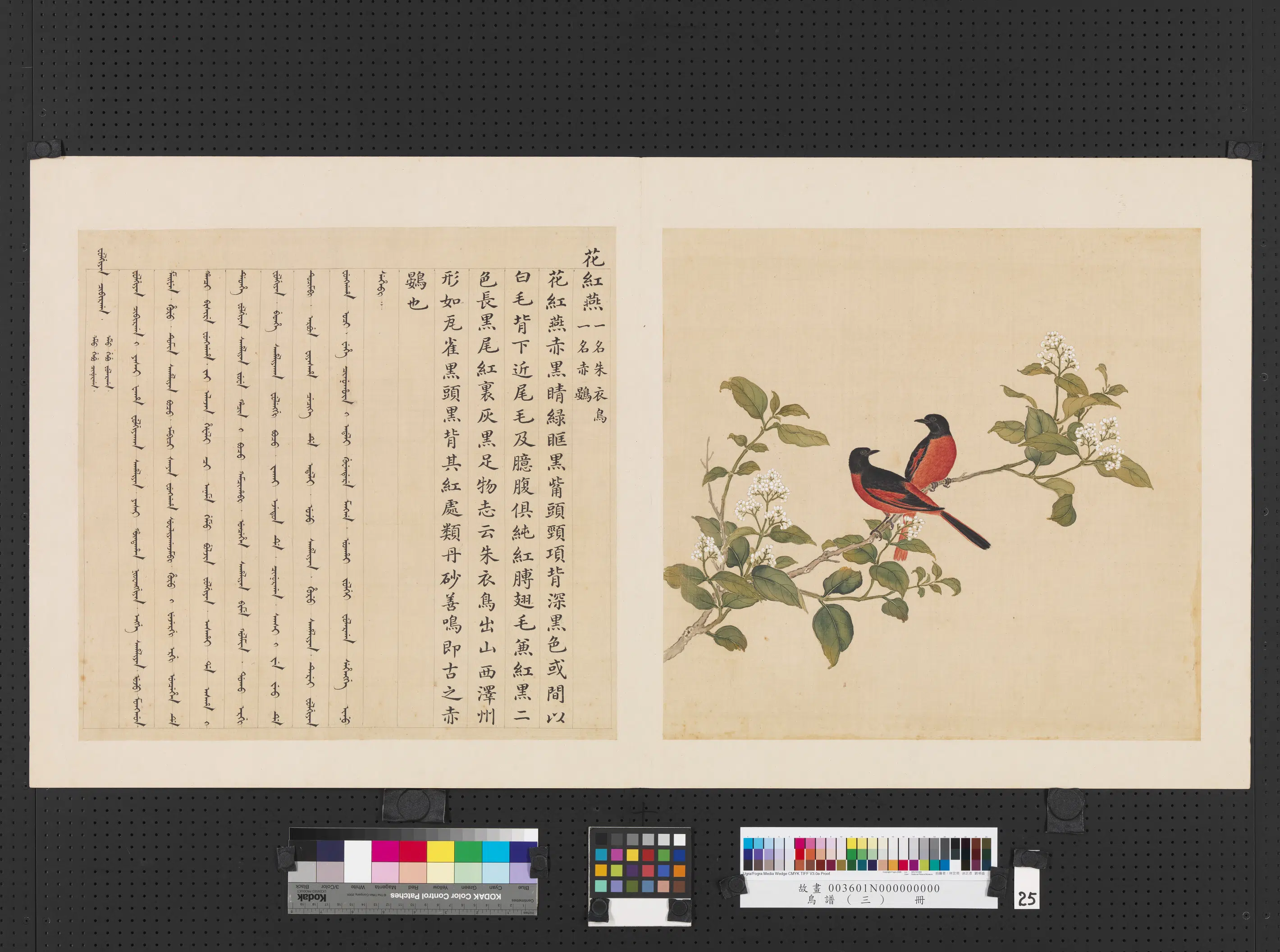 《鸟谱（三）册》 第23张