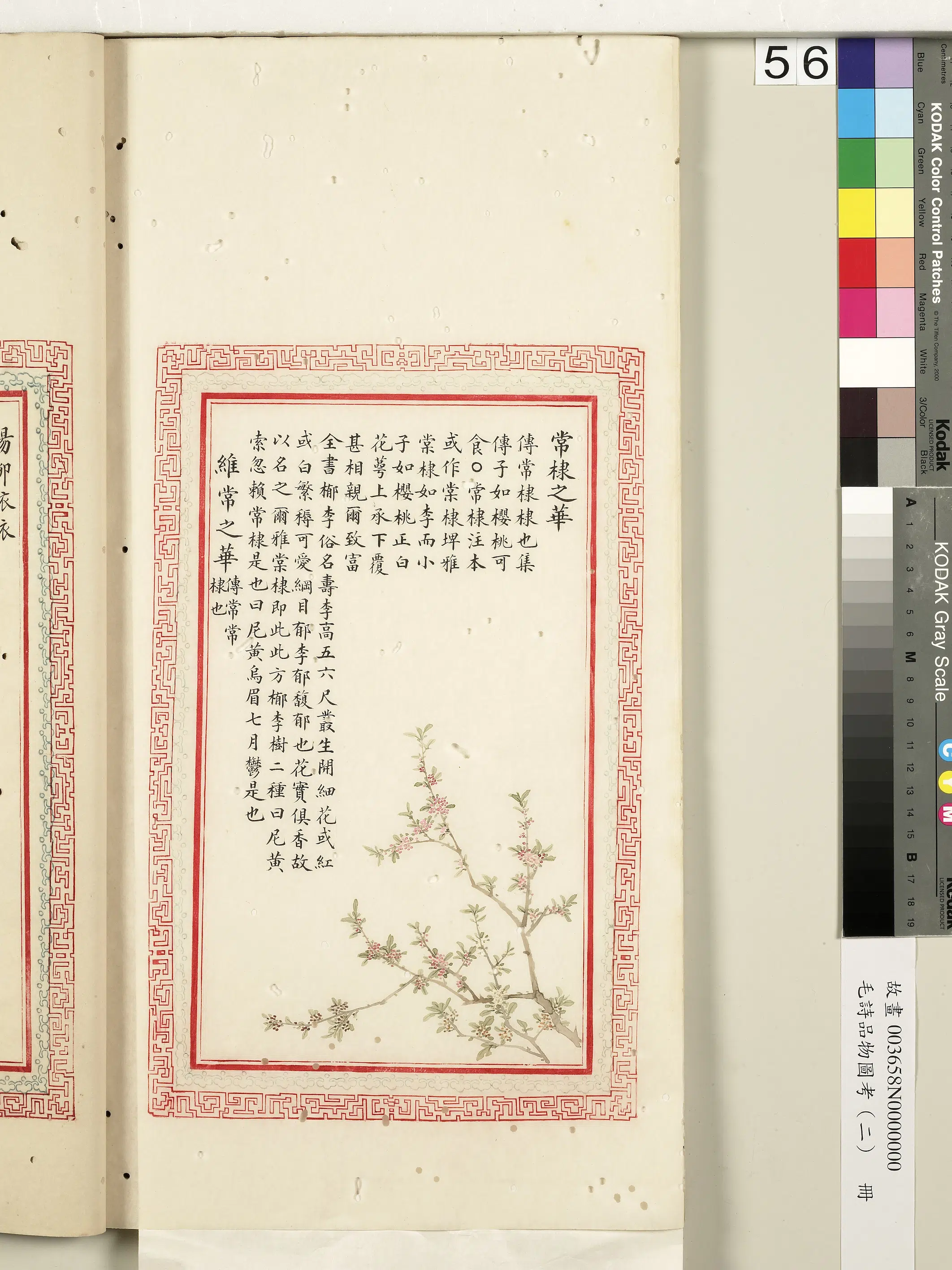 清朝【佚名】《毛诗品物图考（二）册-常棣之华维常之华-2》