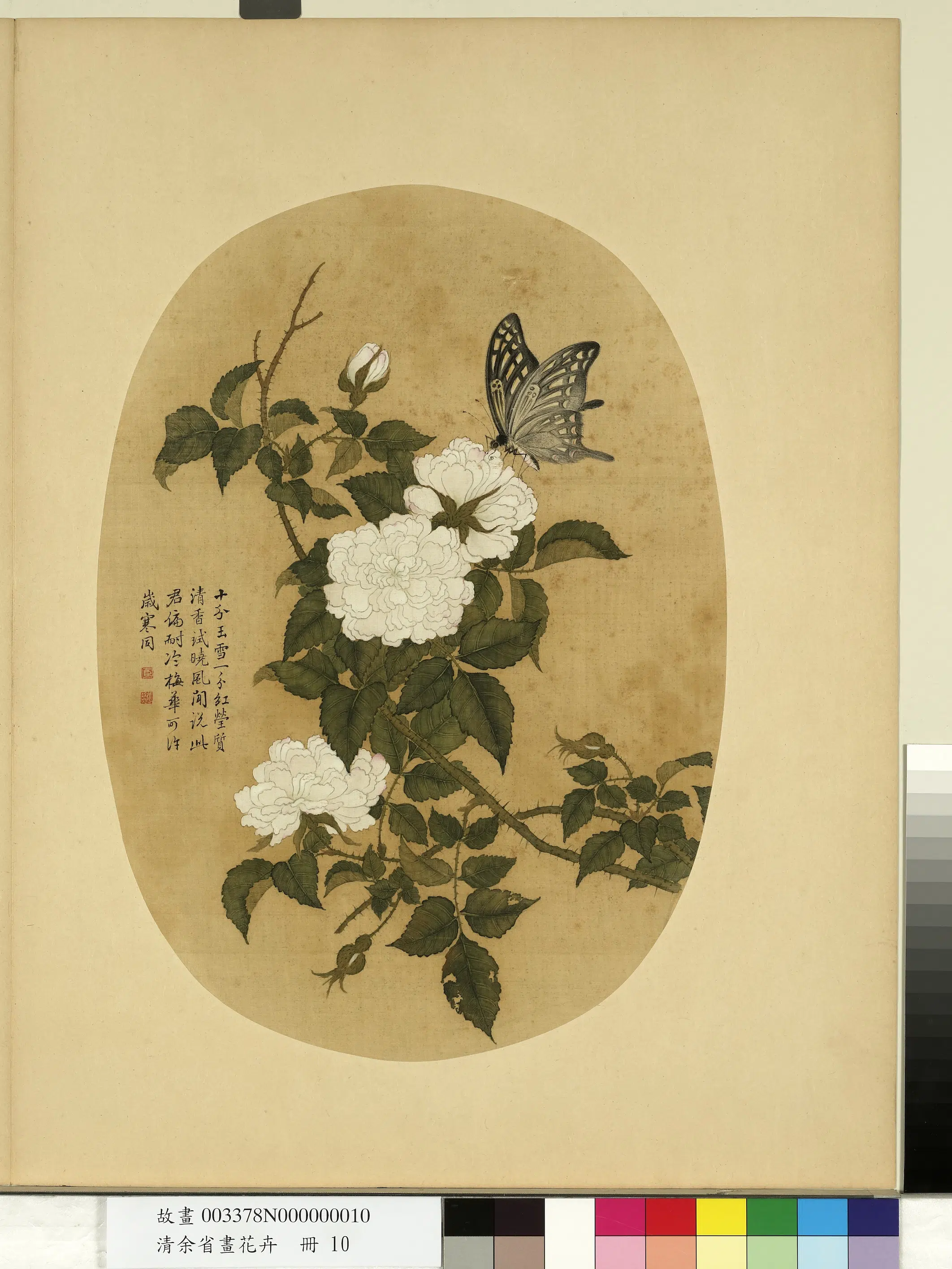 清代【余省】《画花卉册-白蔷薇》