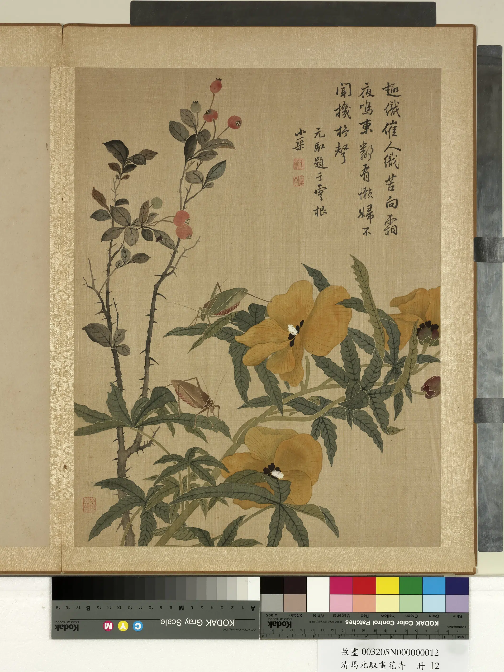 清朝【马元驭】《画花卉册-秋葵螽斯》