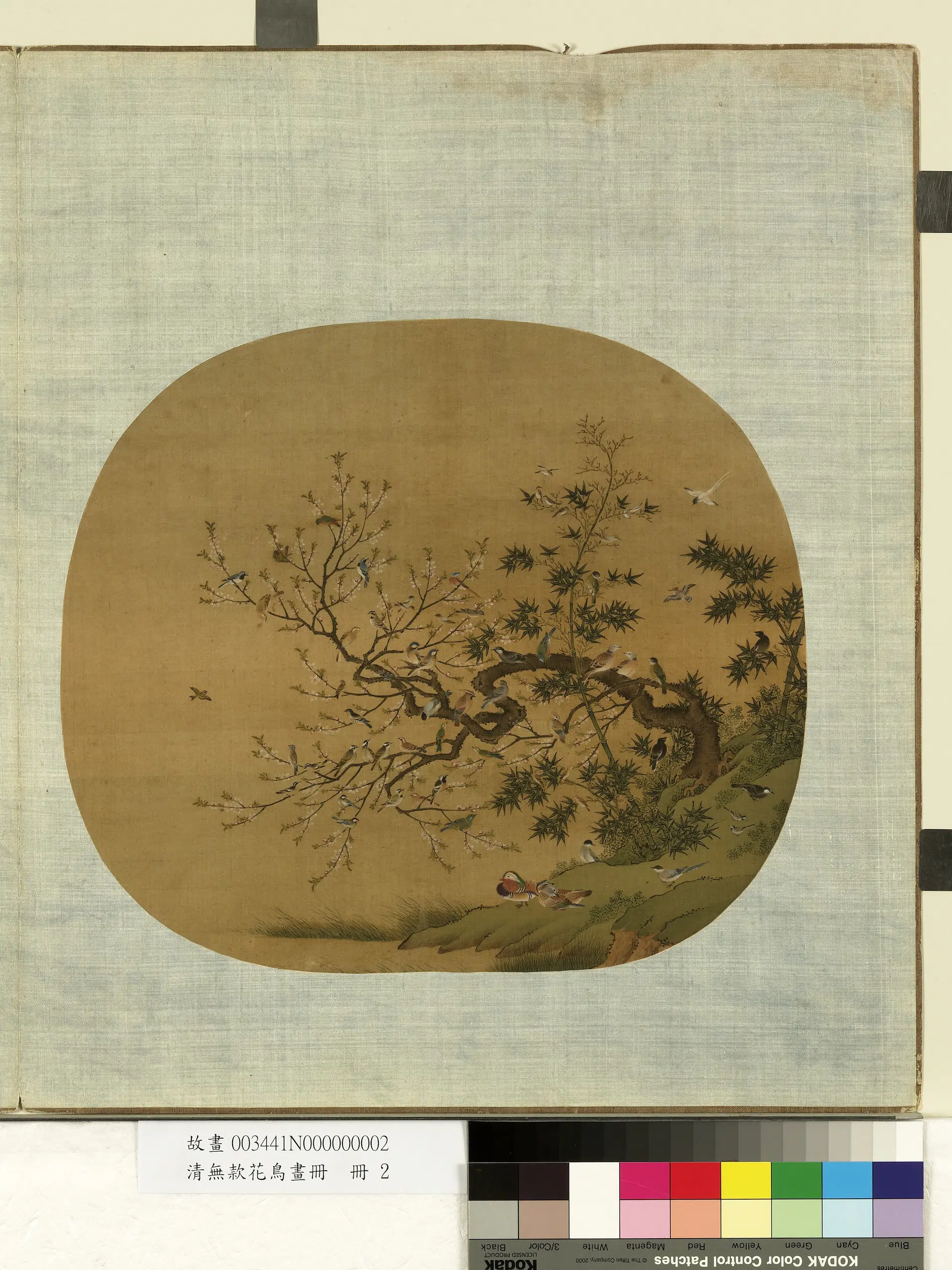 《无款花鸟画册》 第4张
