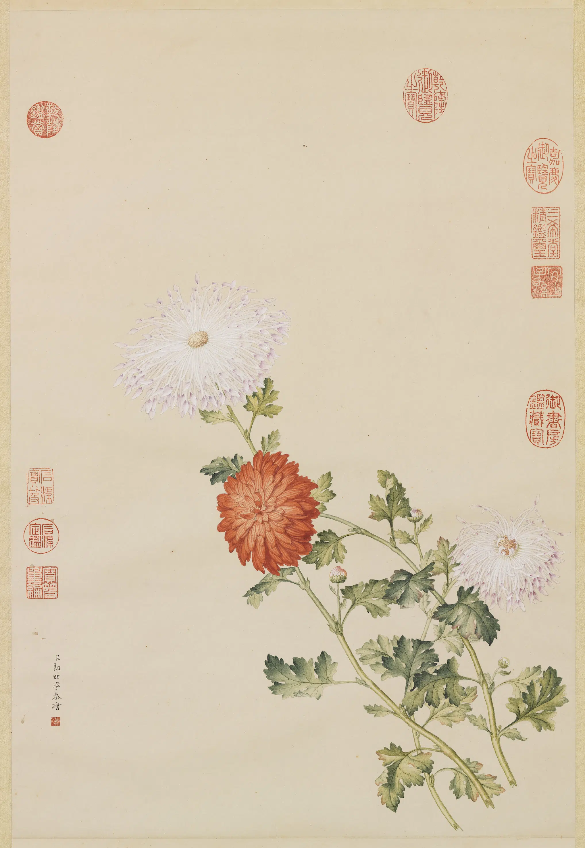 清代【郎世宁】《画洋菊图轴》