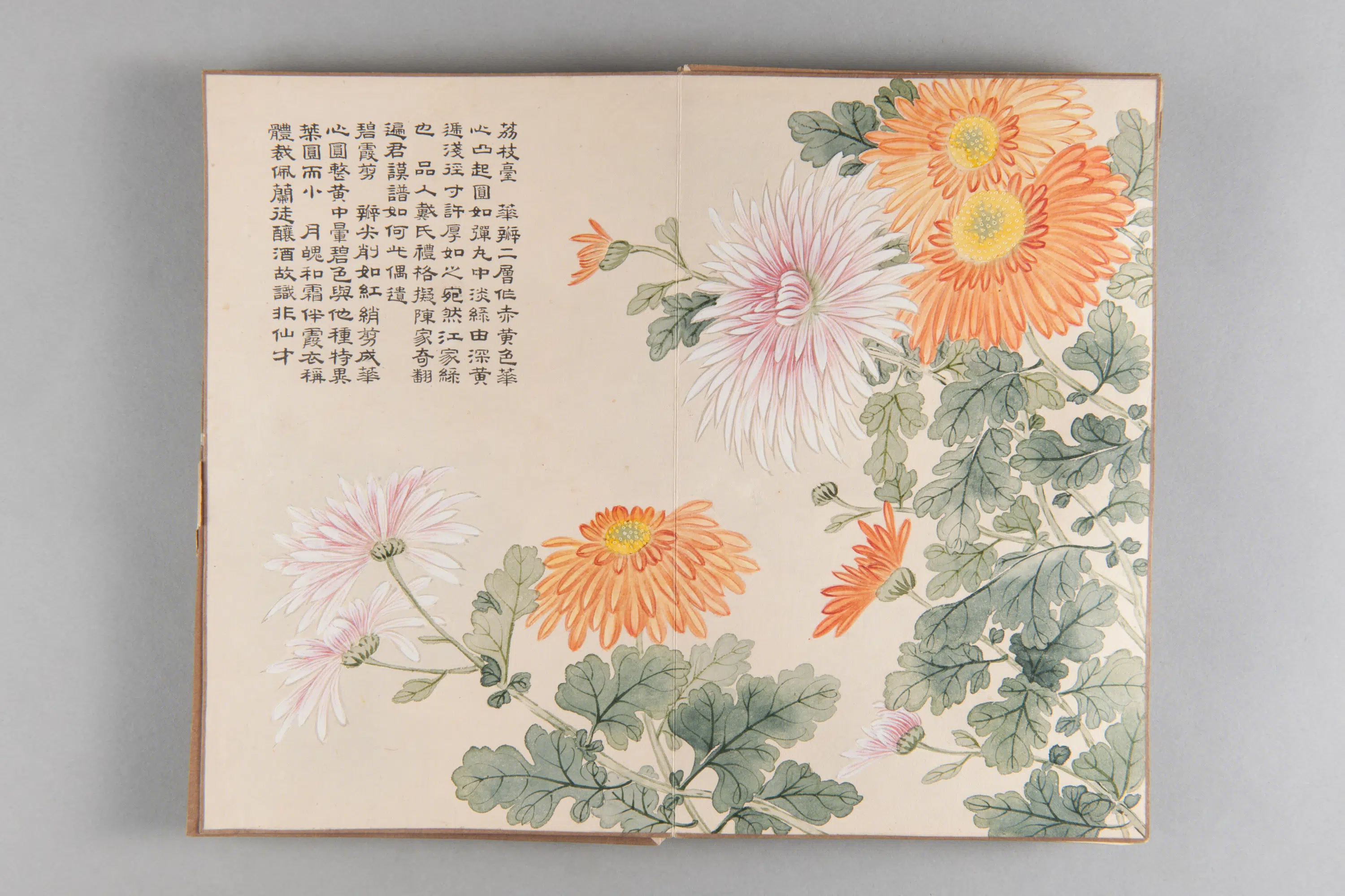 清代【爱新觉罗弘旿】《洋菊图册(15开)》 第15张 清代【爱新觉罗弘旿】《洋菊图册(15开)》 第15张