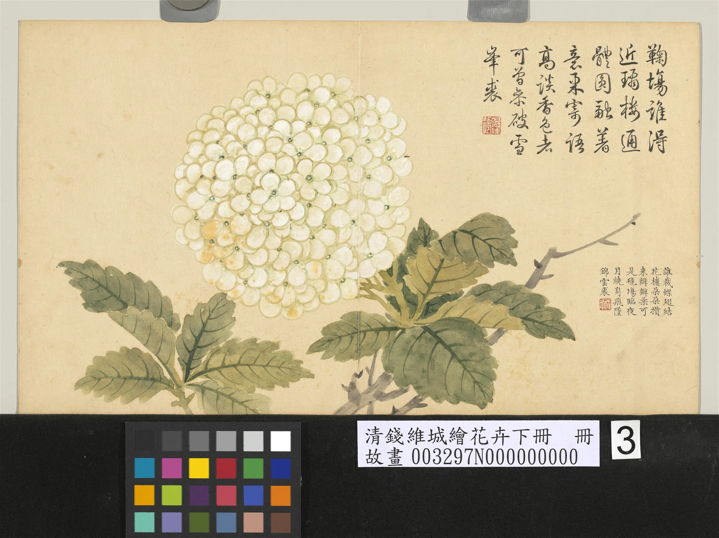 清代【钱维城】《绘花卉(下)册》 第9张 清代【钱维城】《绘花卉(下)册》 第9张