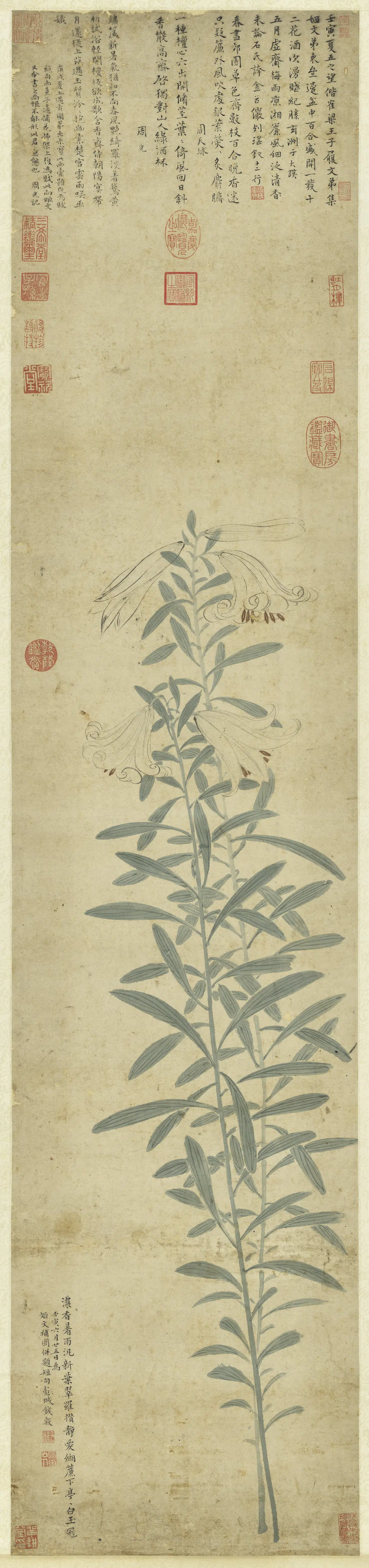 明朝【钱穀（谷）】《百合写生图轴》