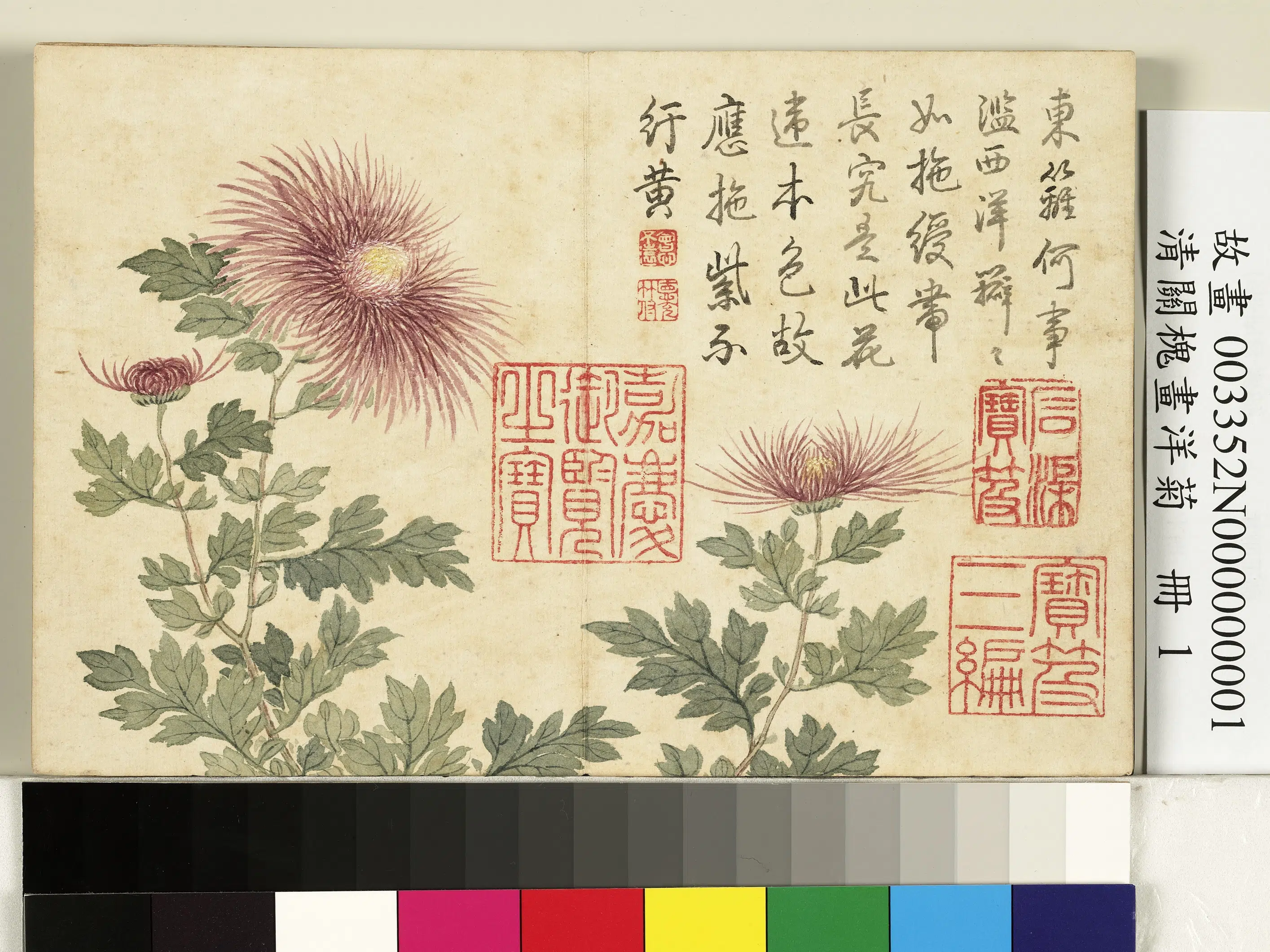 清代【关槐】《画洋菊册-绶带紫》 第1张