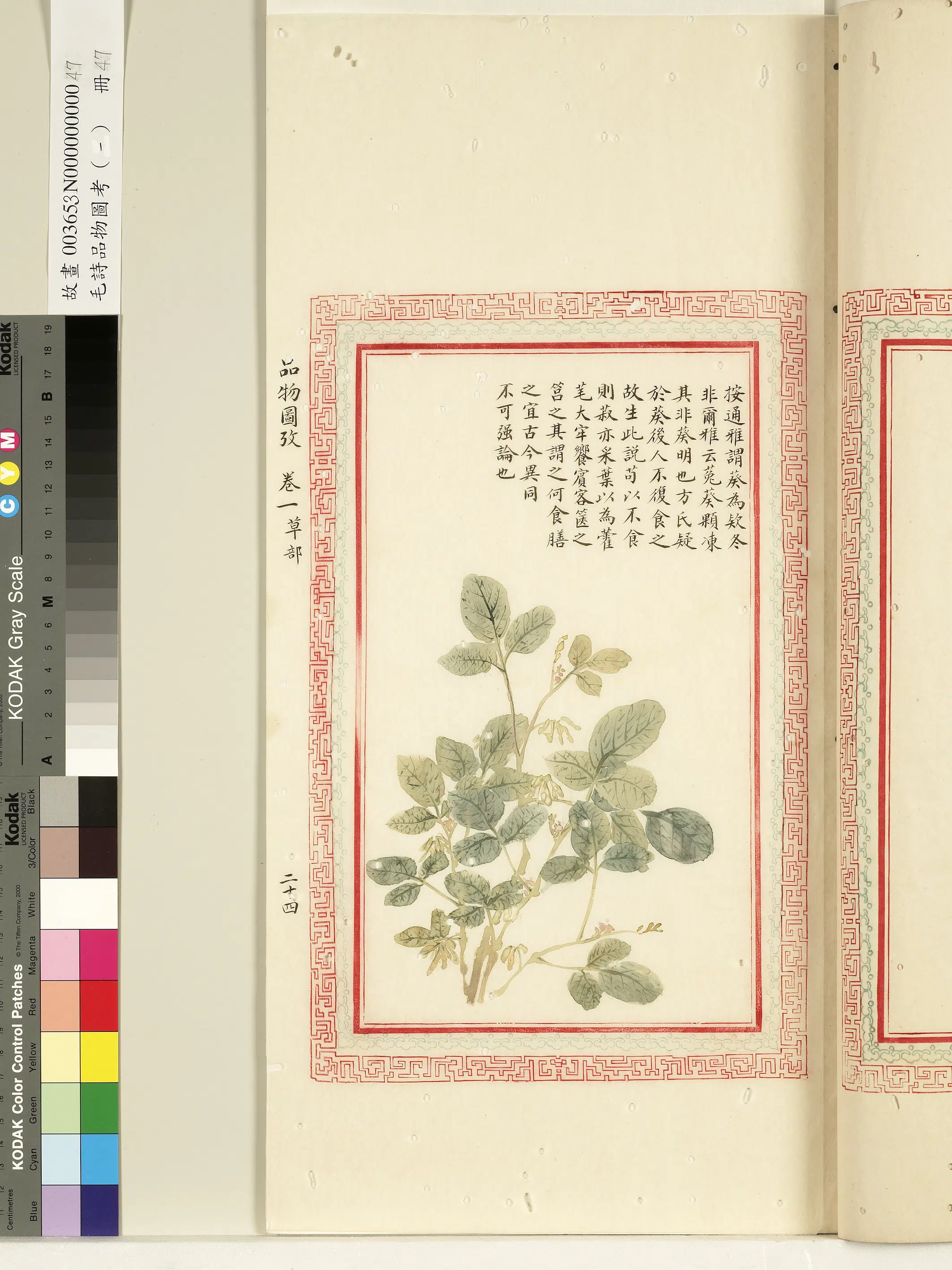 清朝【佚名】《毛诗品物图考（一）册-谓葵为欸冬》