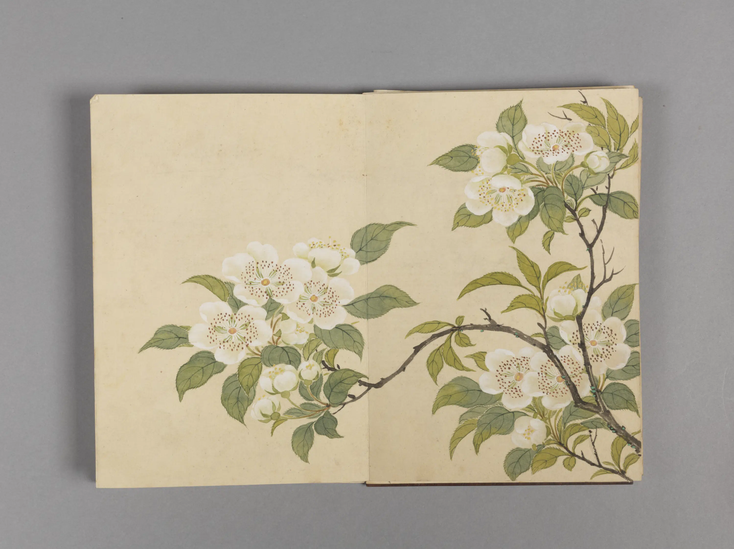 清代【董诰】《花卉小册（16开）》 第15张