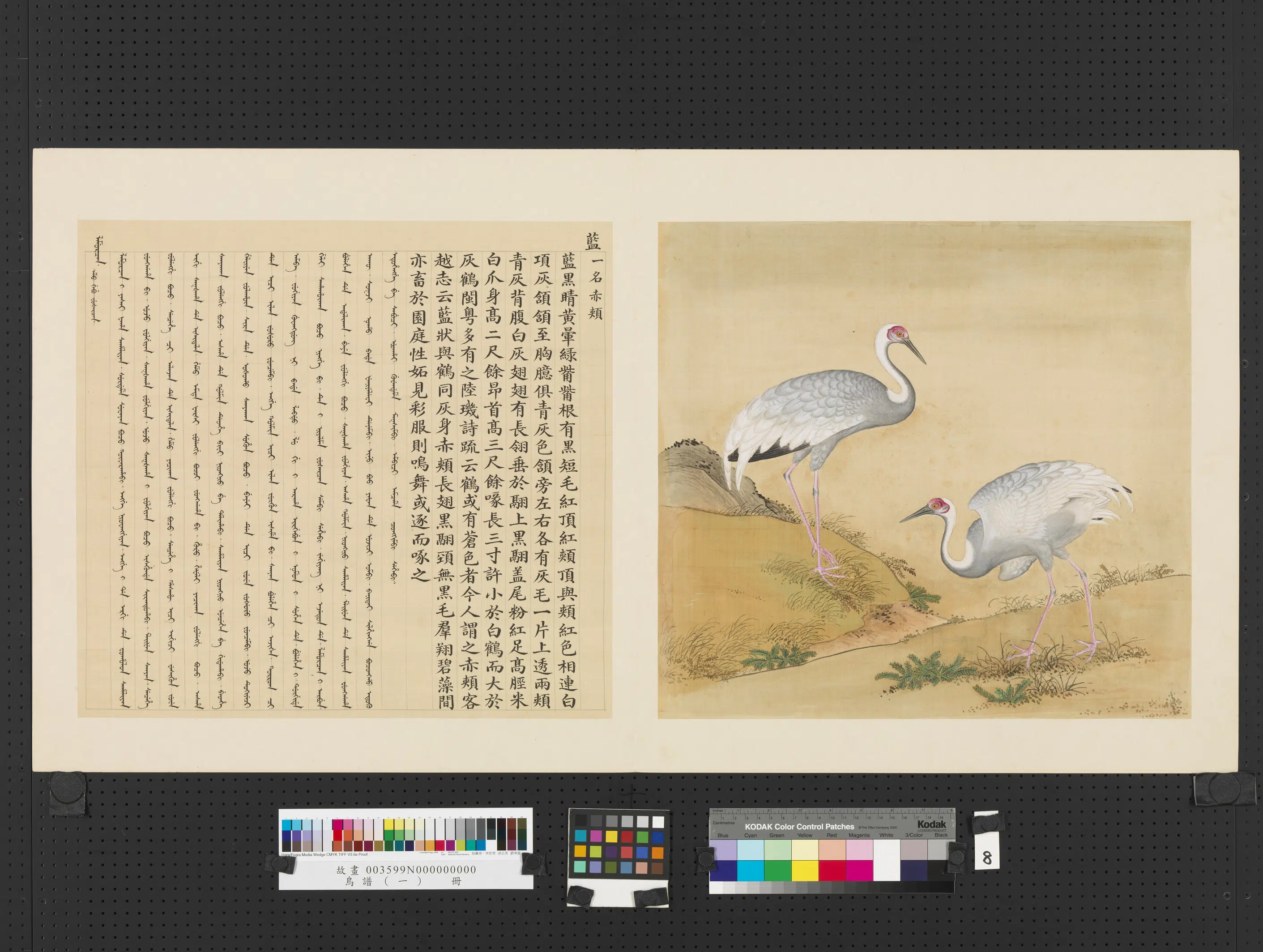 《鸟谱(一)册》 第24张 《鸟谱(一)册》 第24张