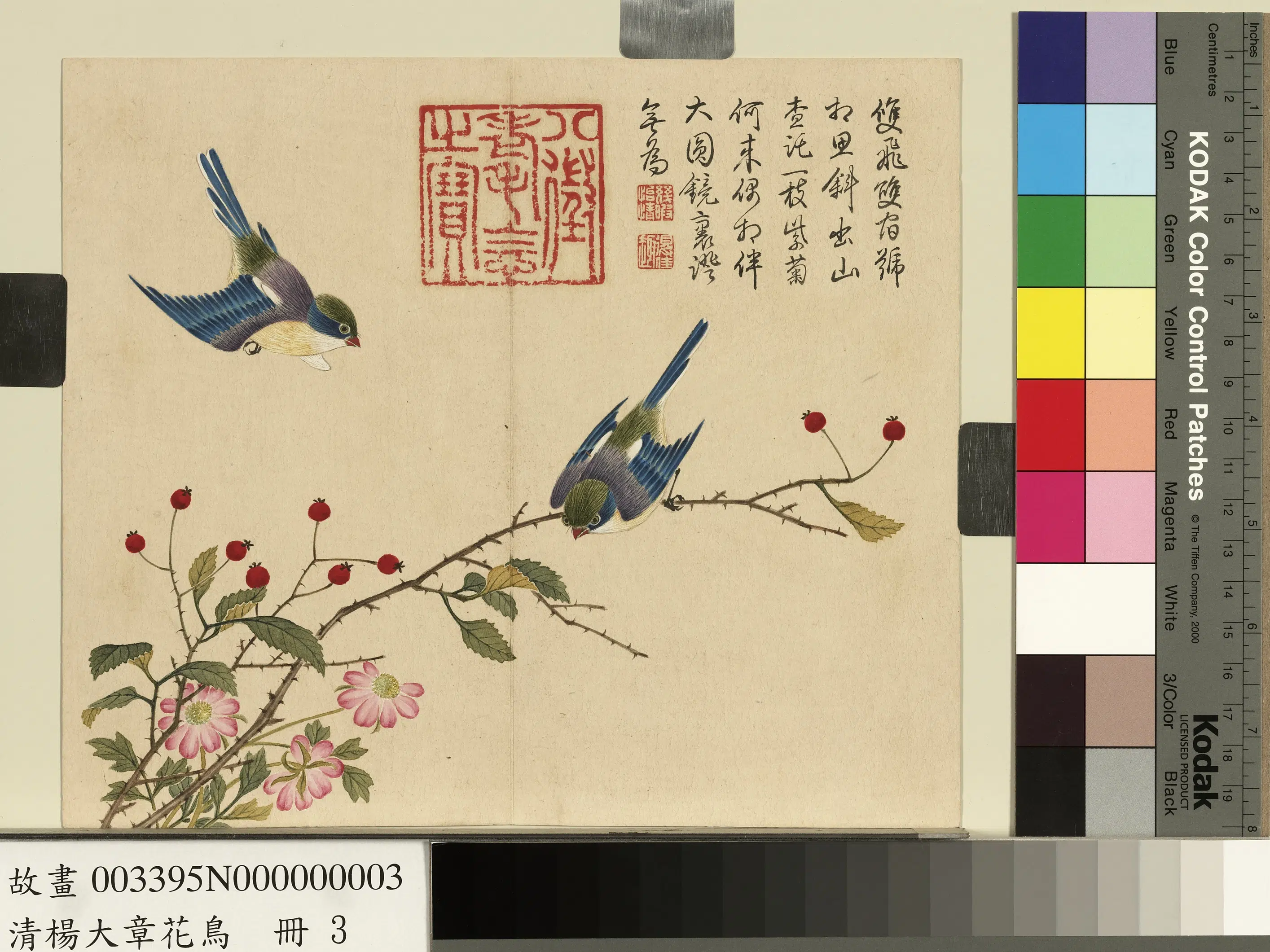 清代【杨大章】《花鸟册-山樝相思鸟》