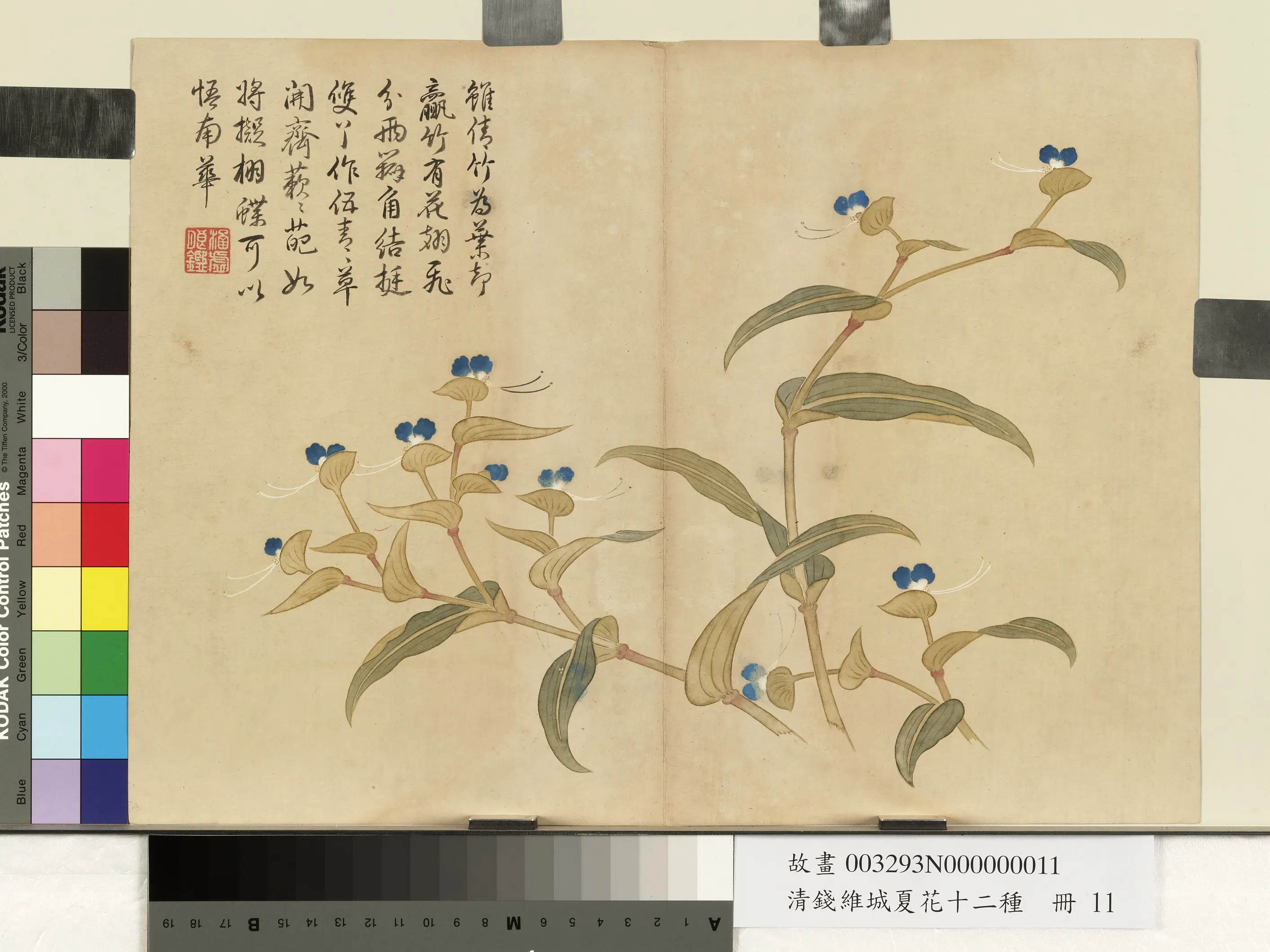清代【钱维城】《夏华十二种册-鸭跖草》