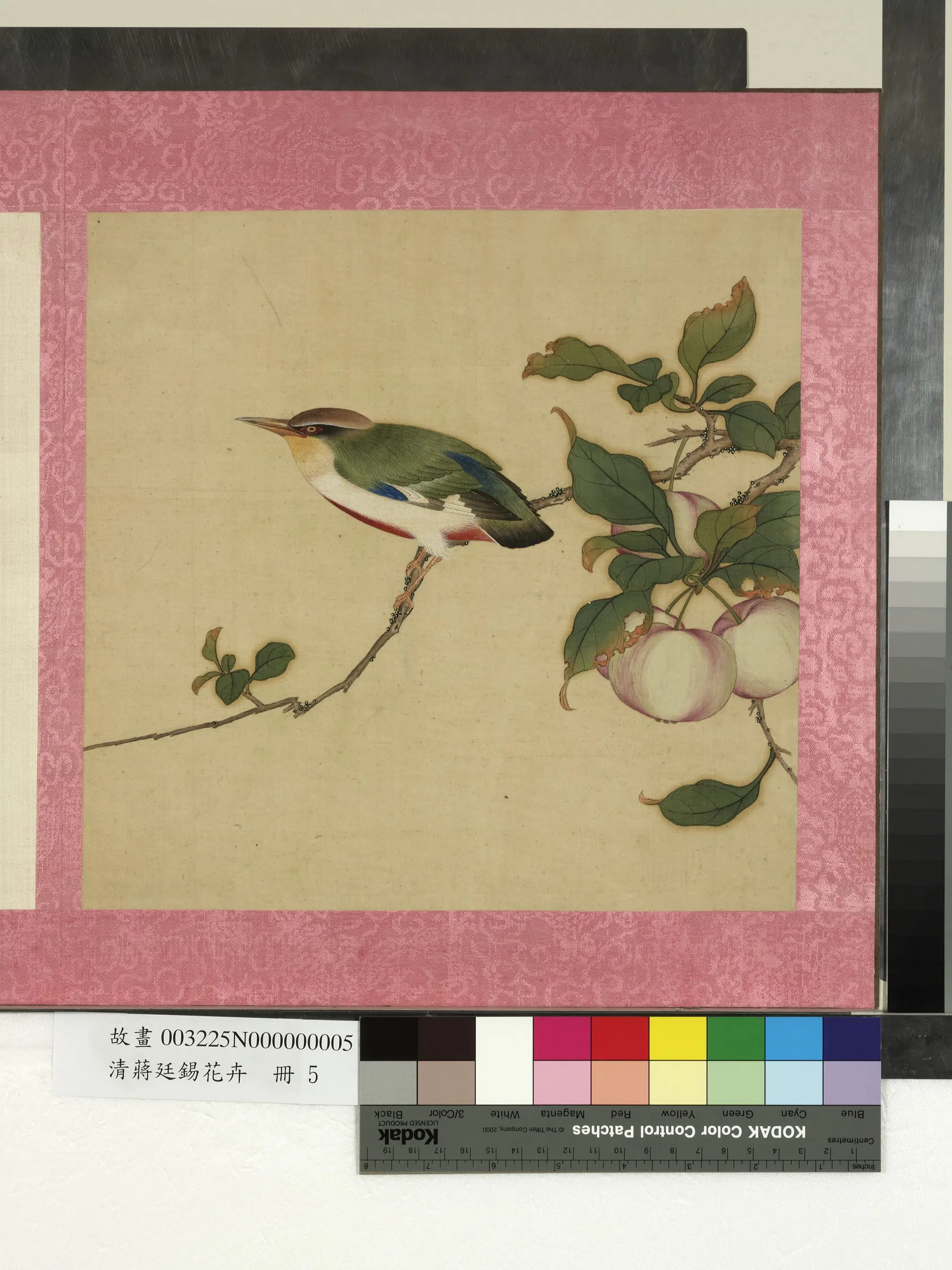 清代【蒋廷锡】《花卉册》 第4张