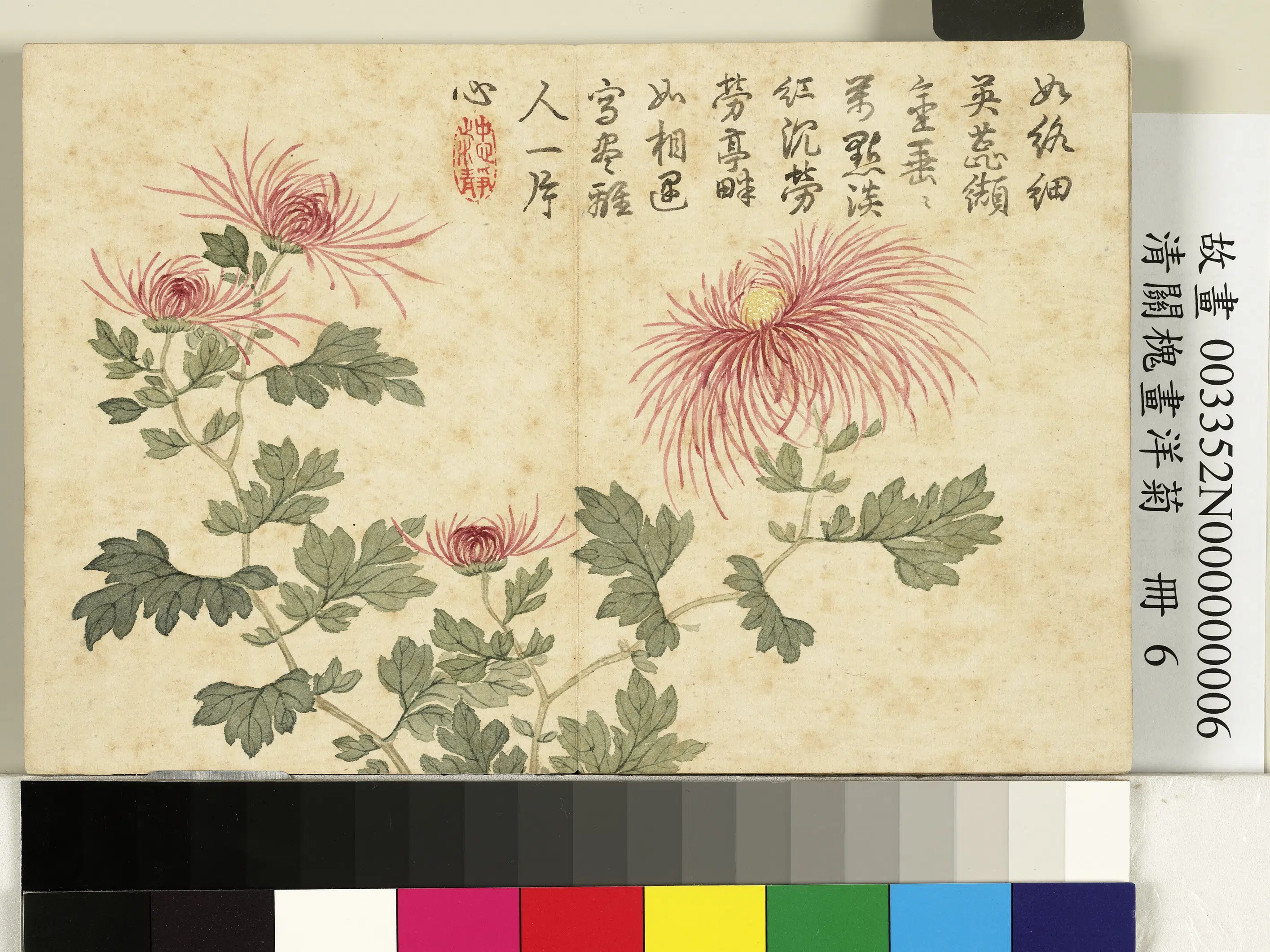 清代【关槐】《画洋菊册》 第8张