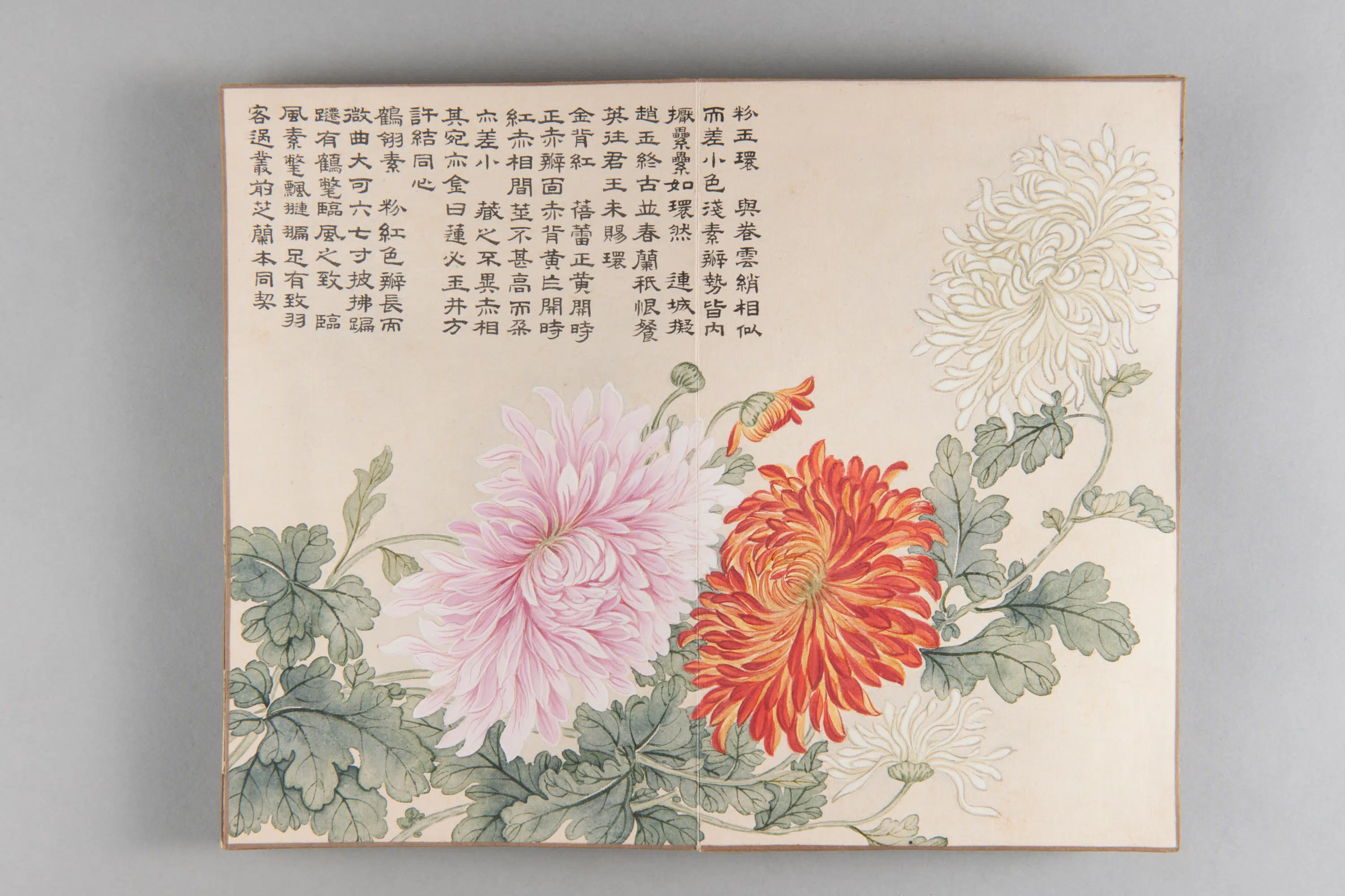 清代【爱新觉罗弘旿】《洋菊图册(15开)》 第14张 清代【爱新觉罗弘旿】《洋菊图册(15开)》 第14张