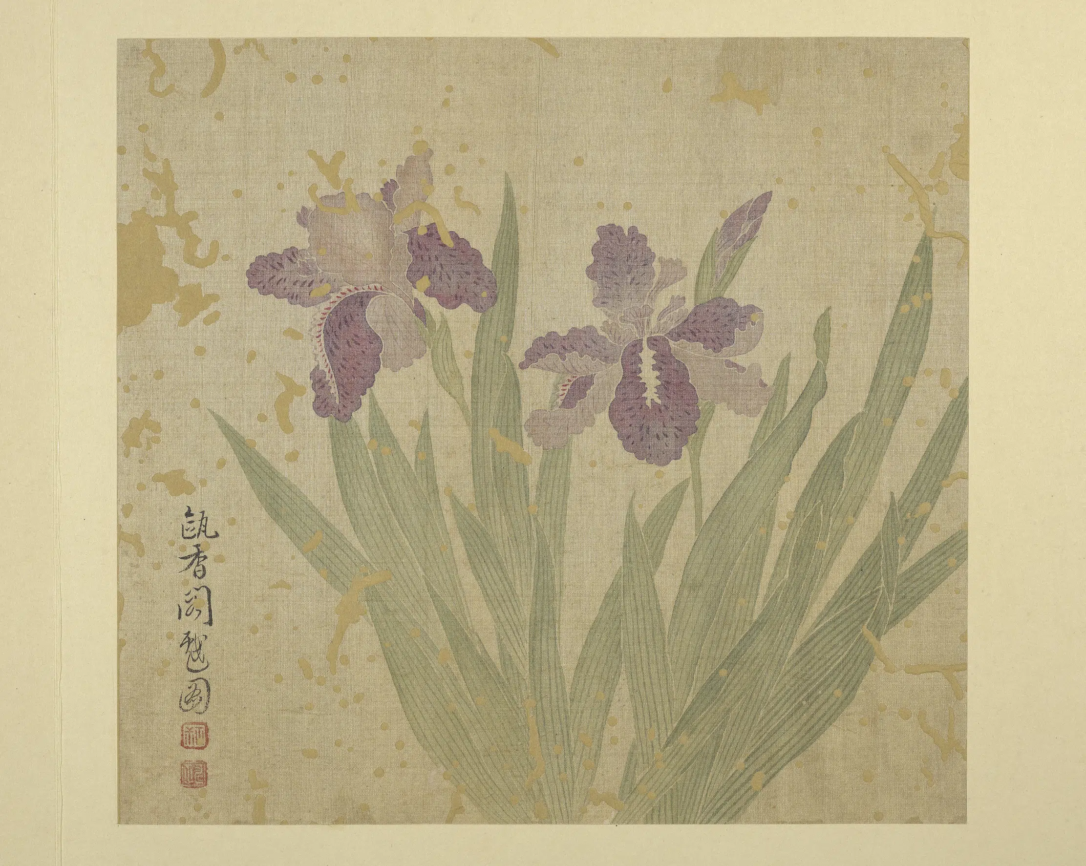 清代【恽寿平】《画花卉册-鸢尾》