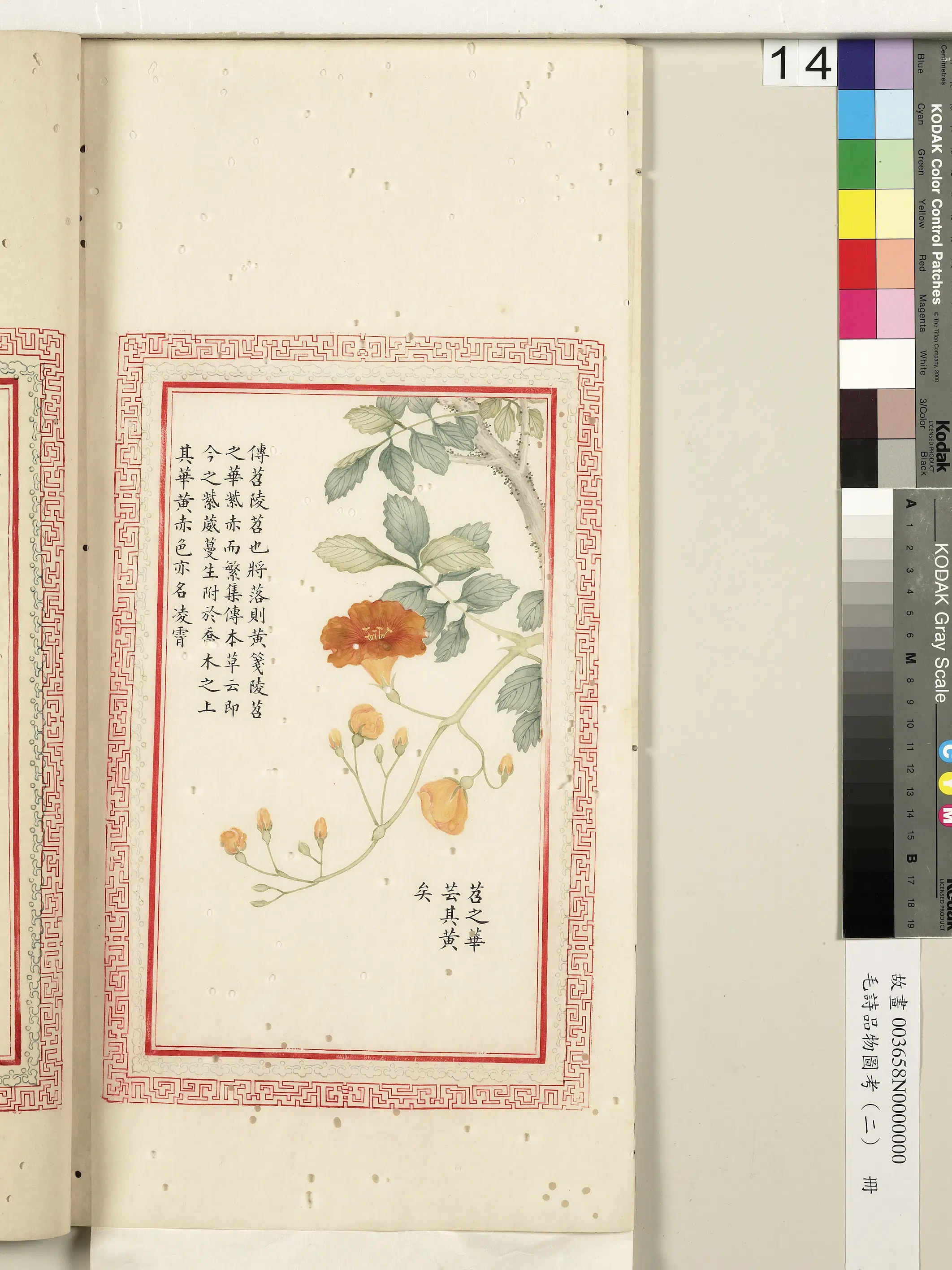 清朝【佚名】《毛诗品物图考（二）册-苕之华芸其黄矣-2》