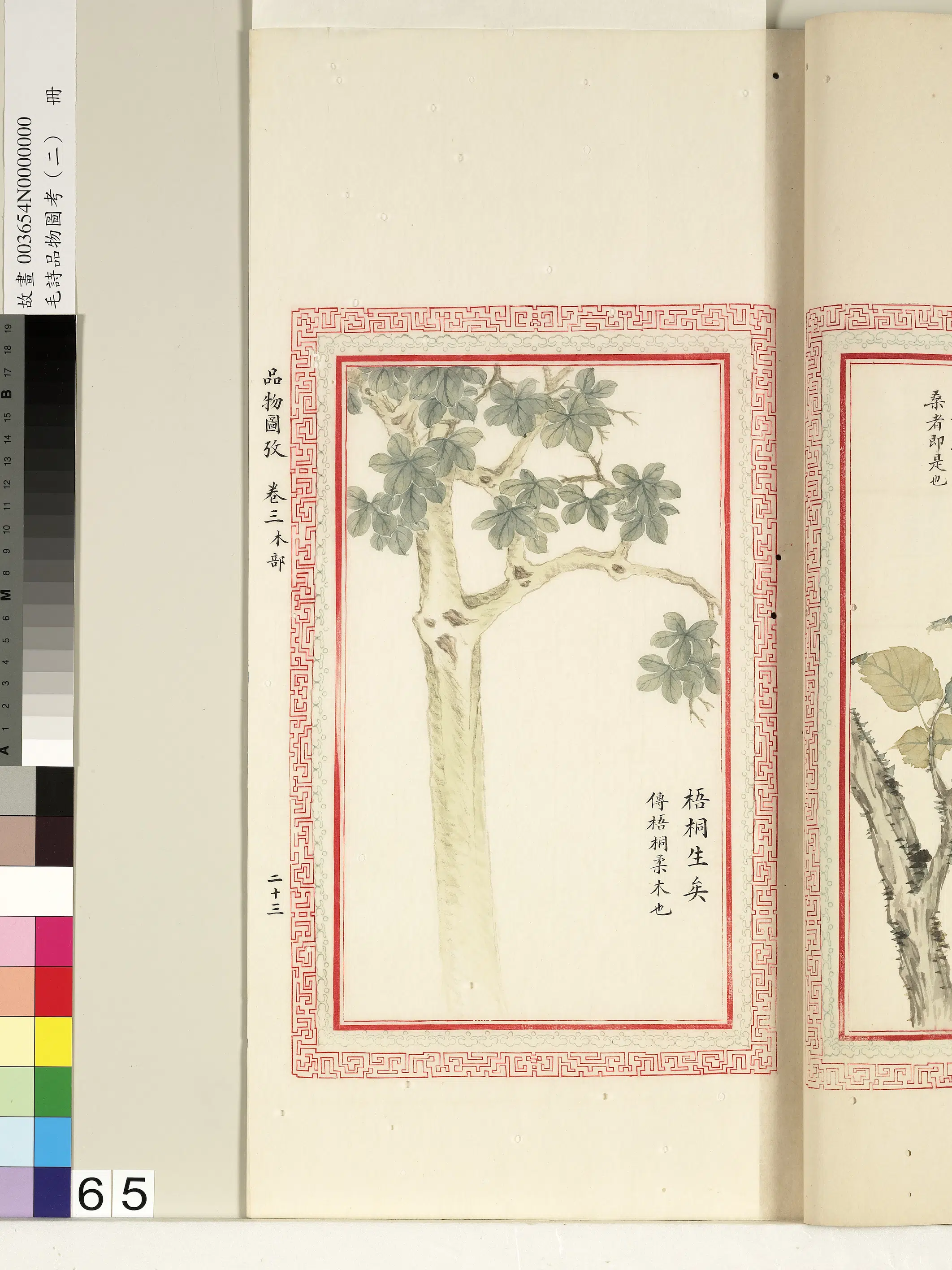 清朝【佚名】《毛诗品物图考（二）册-梧桐生矣-1》
