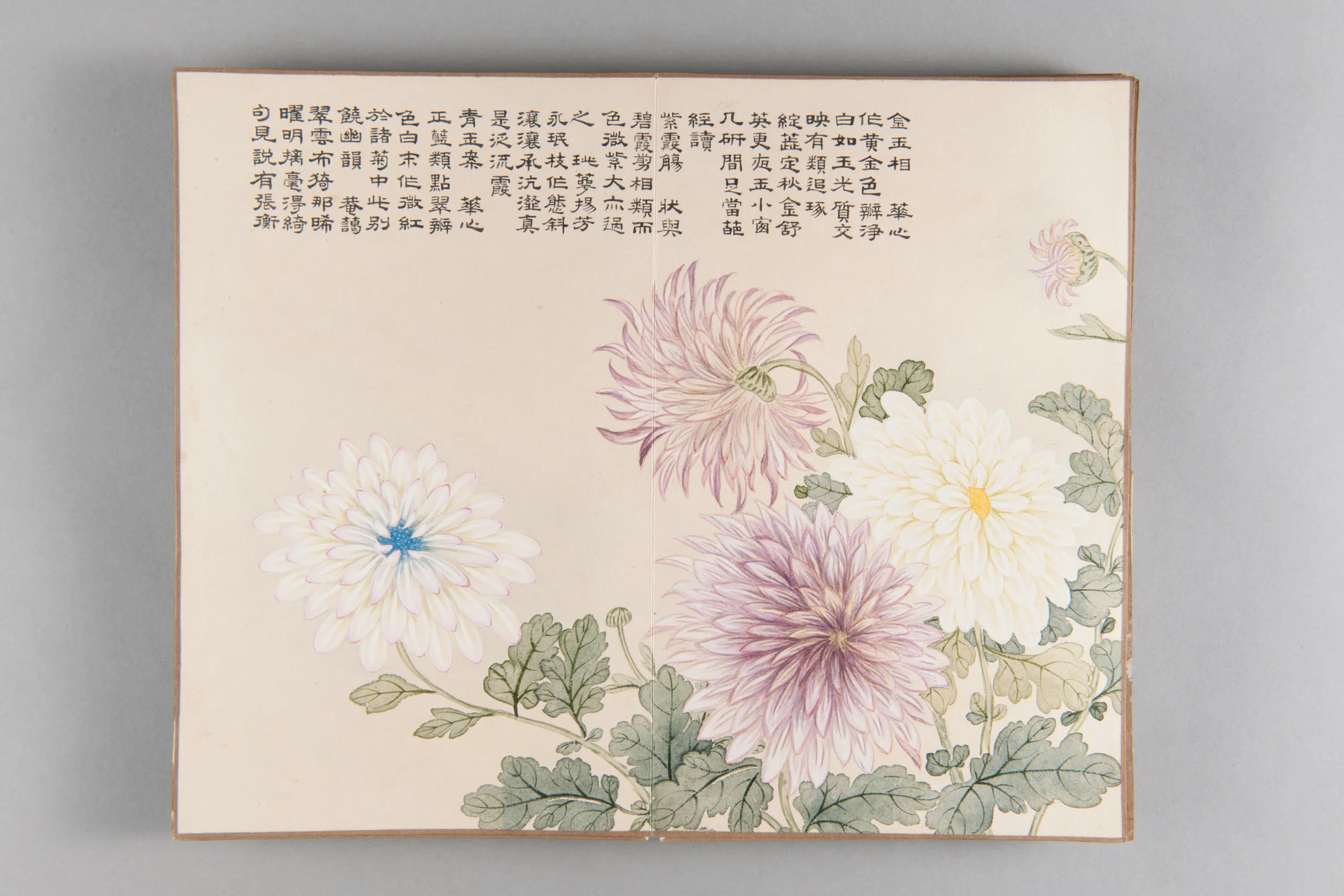清代【爱新觉罗弘旿】《洋菊图册(15开)》 第4张 清代【爱新觉罗弘旿】《洋菊图册(15开)》 第4张