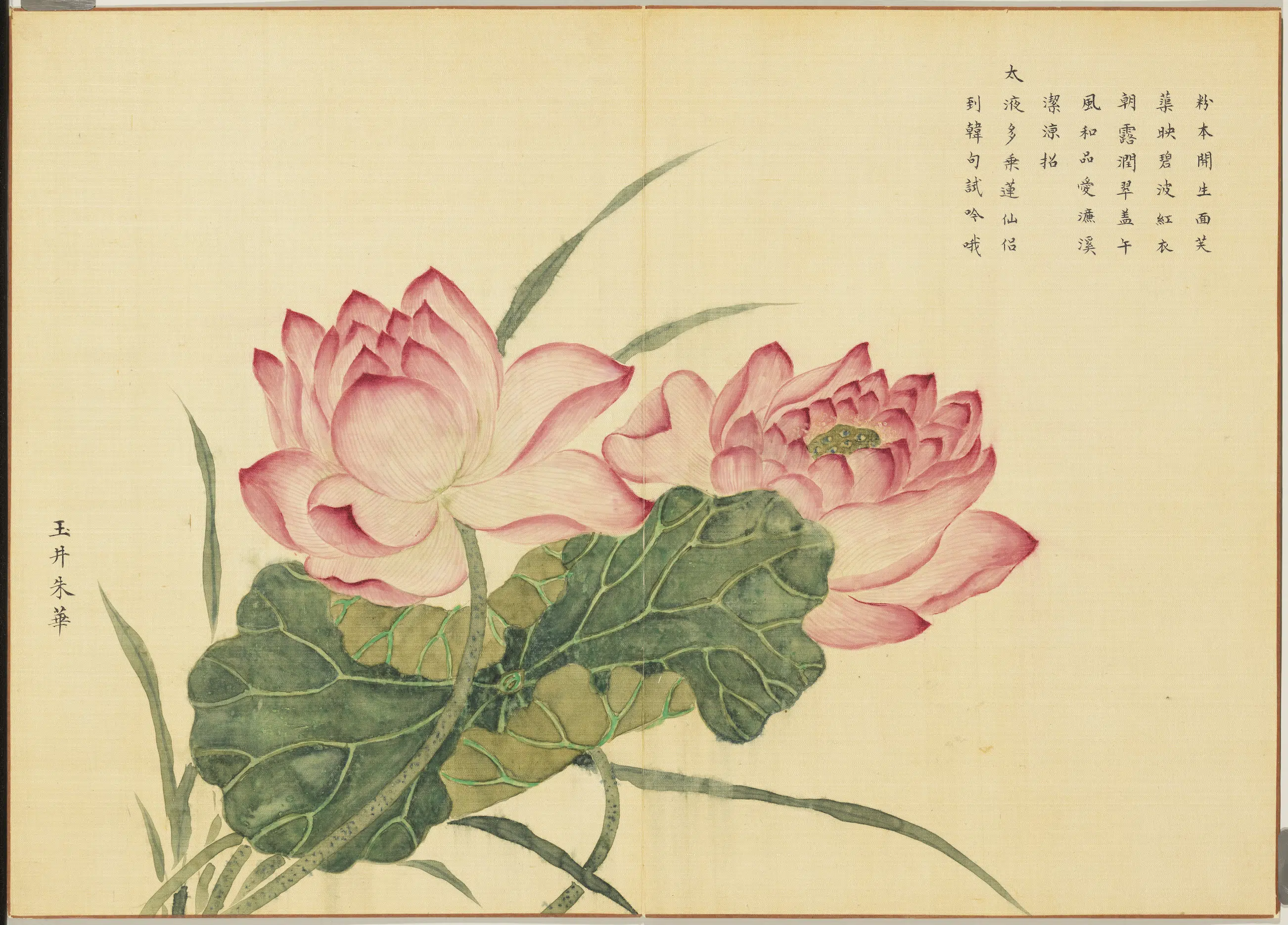 清代《卉林胪瑞册-清人玉井朱华》