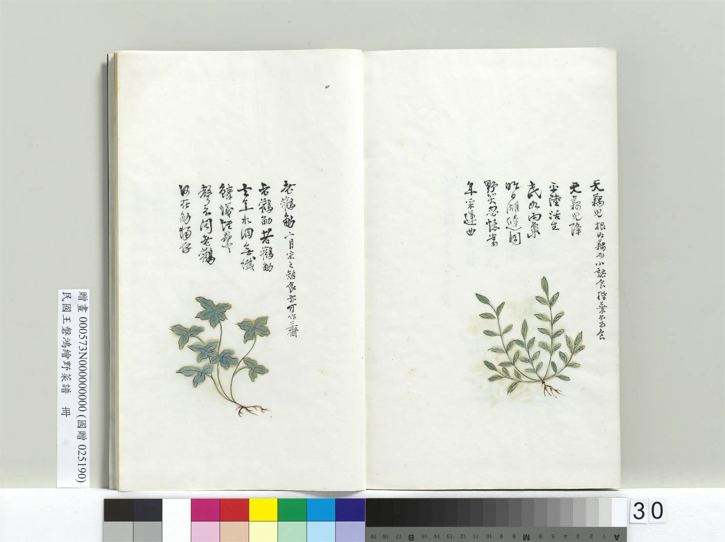 《绘王盘野菜谱册-老鹳觔》