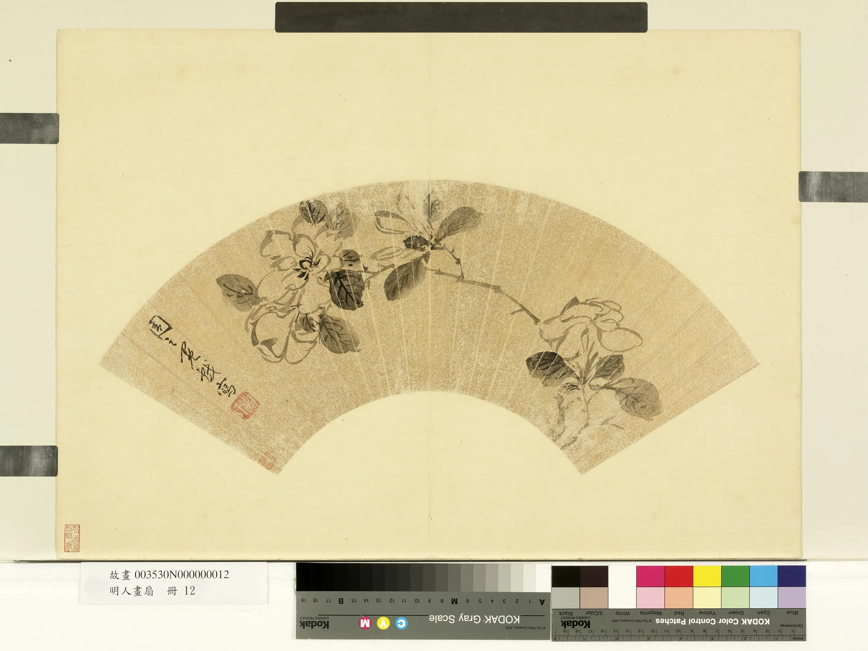 明朝【周之冕】《栀子花图-明人画扇册》