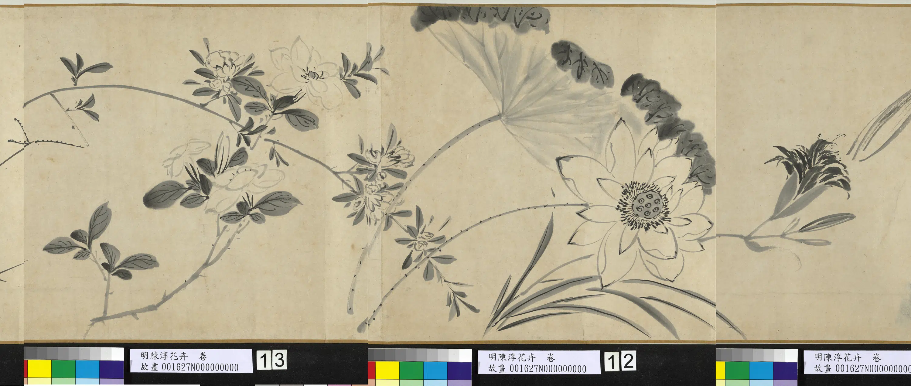 明朝【陈淳(道复)】《花卉图卷》 第5张 明朝【陈淳(道复)】《花卉图卷》 第5张