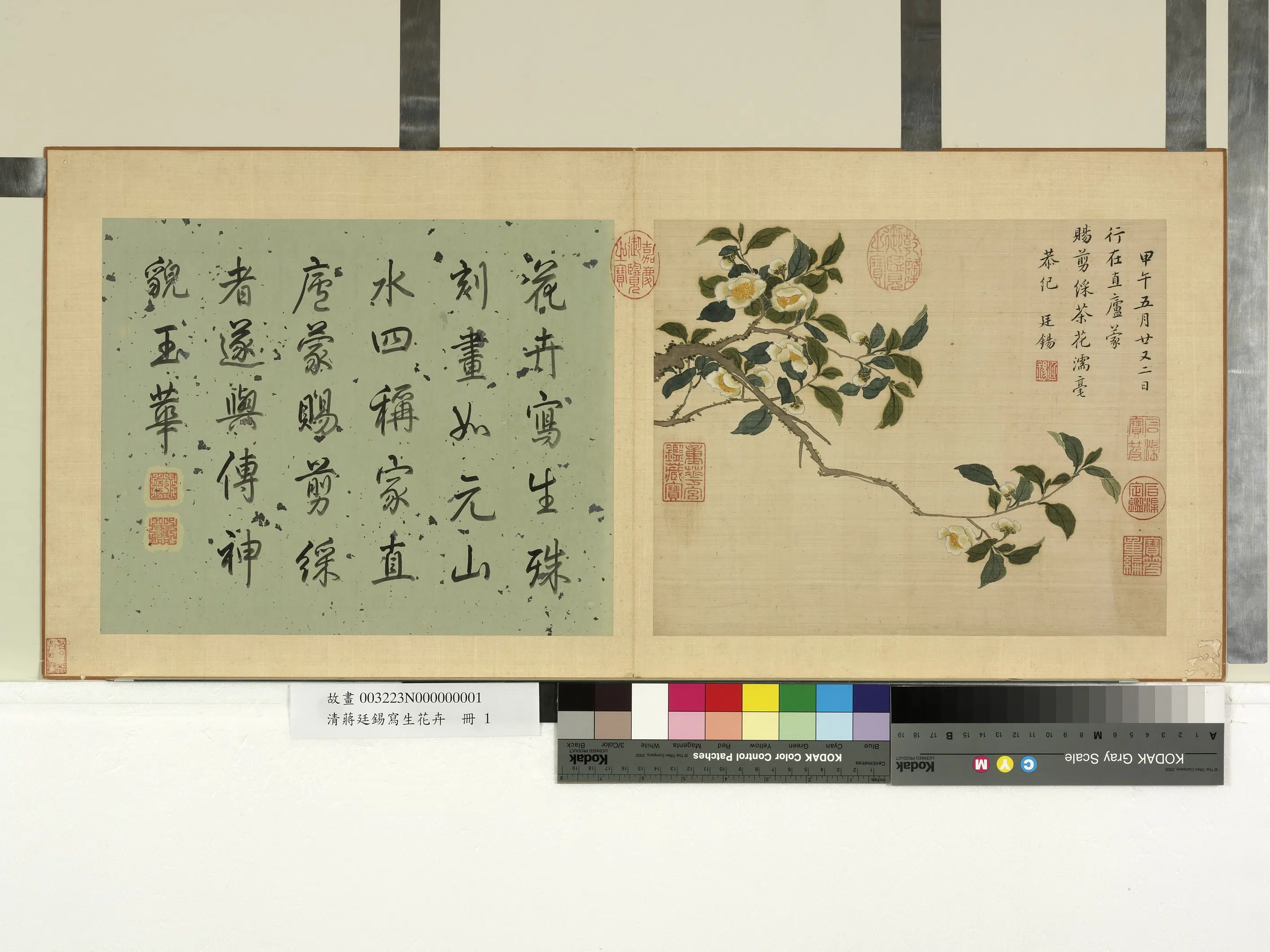 清代【蒋廷锡】《写生花卉册-翦彩茶花》