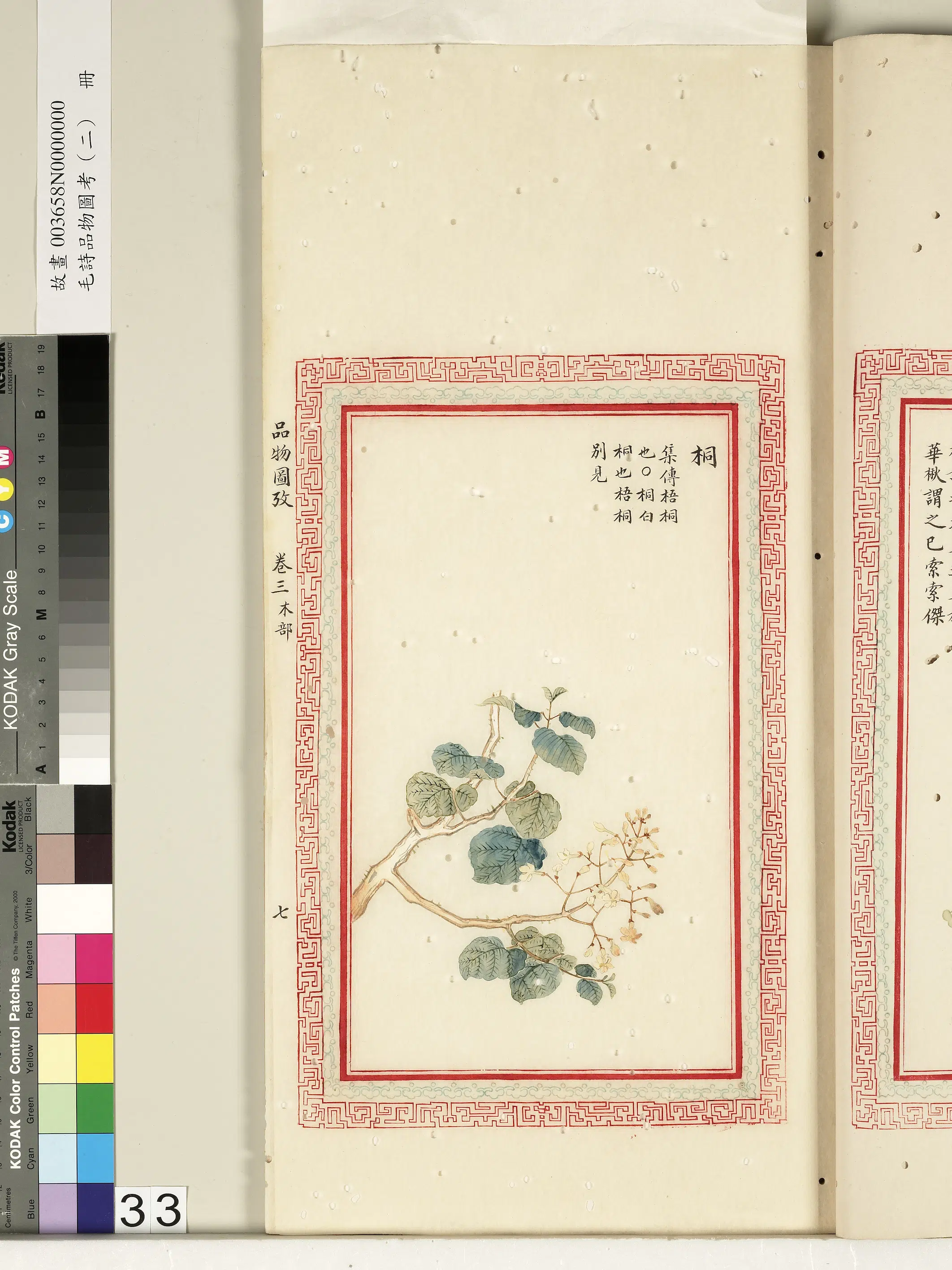 清朝【佚名】《毛诗品物图考（二）册-桐-2》