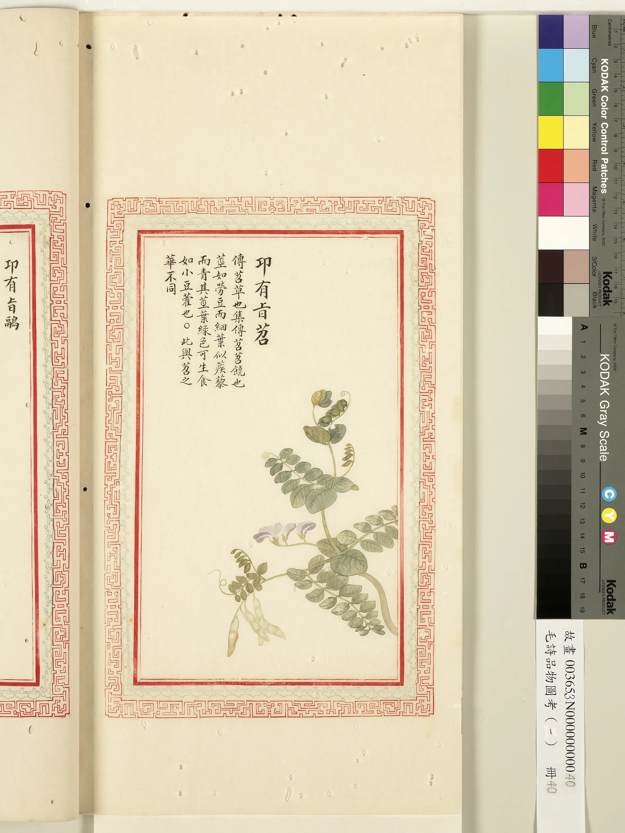 清朝【佚名】《毛诗品物图考（一）册-卭有旨苕-1》