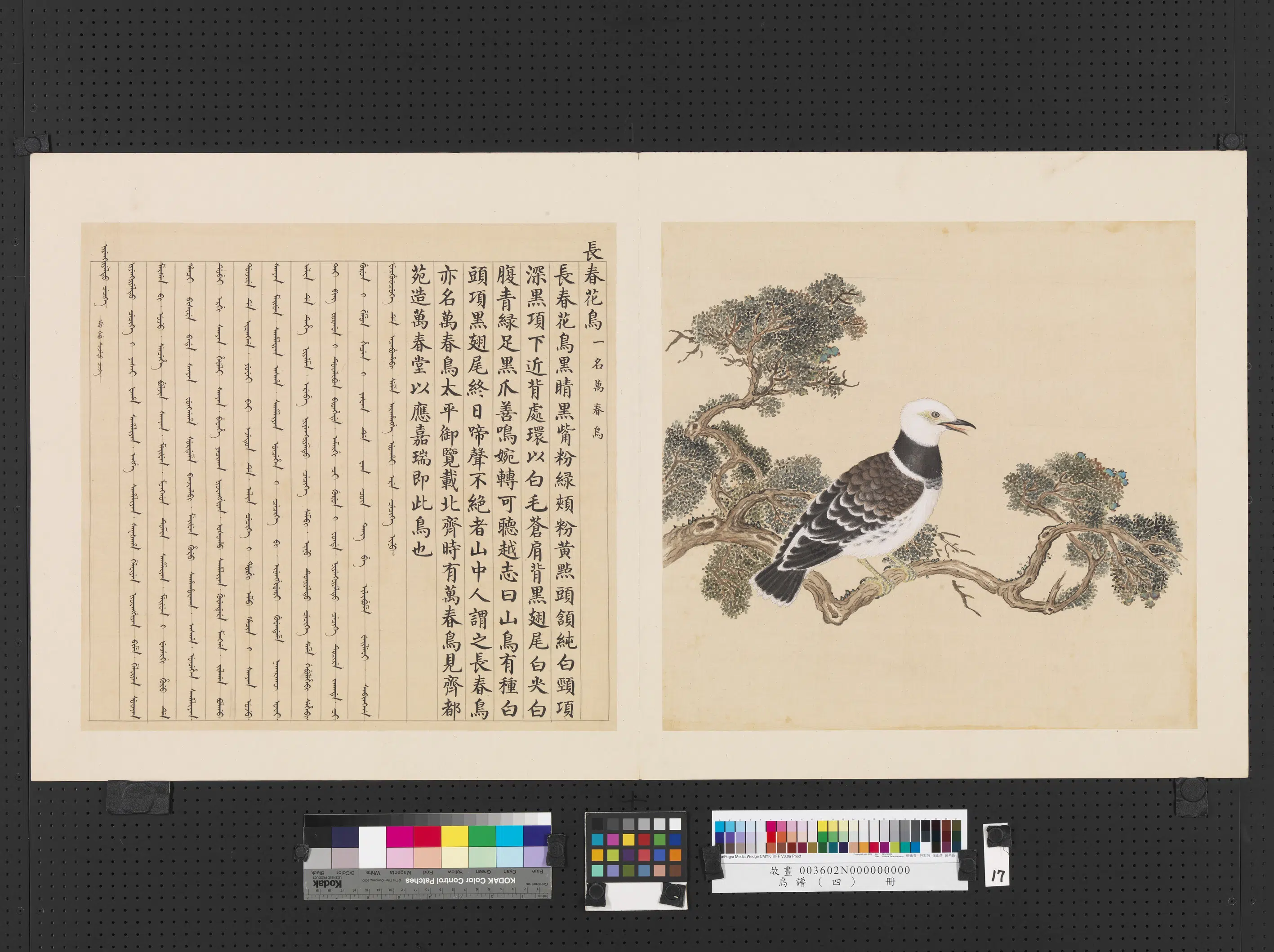 《鸟谱（四）册》 第24张