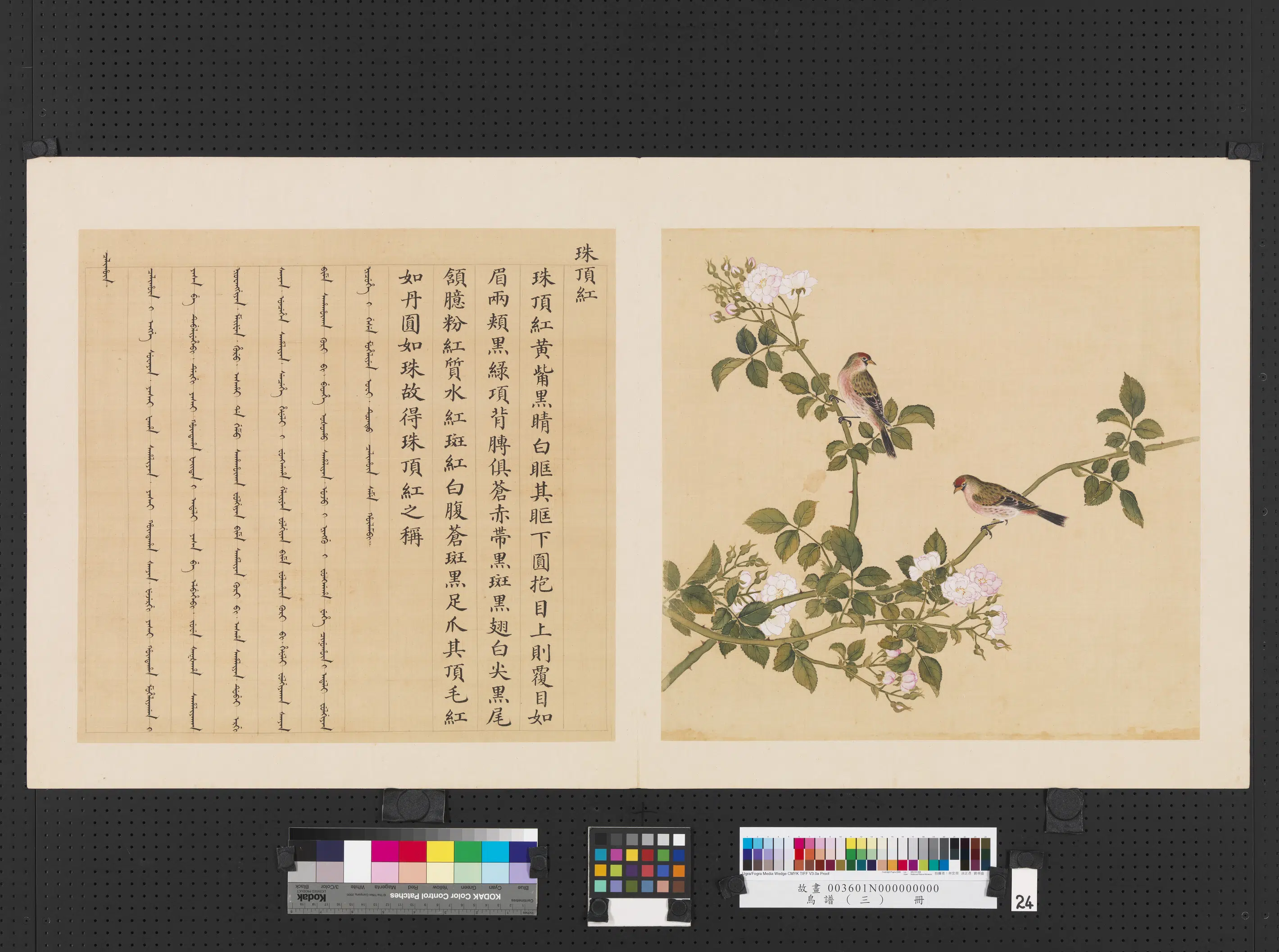 清代【佚名】《鸟谱（三）册-珠顶红》