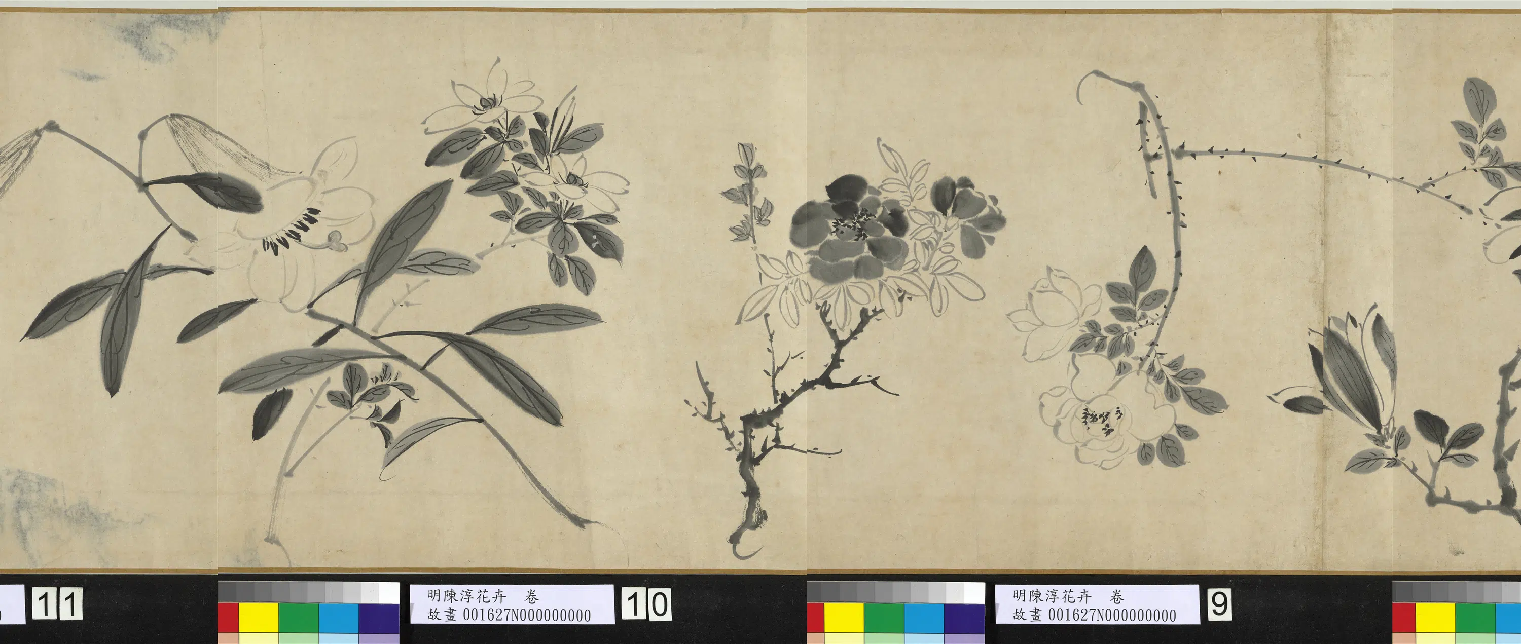 明朝【陈淳(道复)】《花卉图卷》 第6张 明朝【陈淳(道复)】《花卉图卷》 第6张