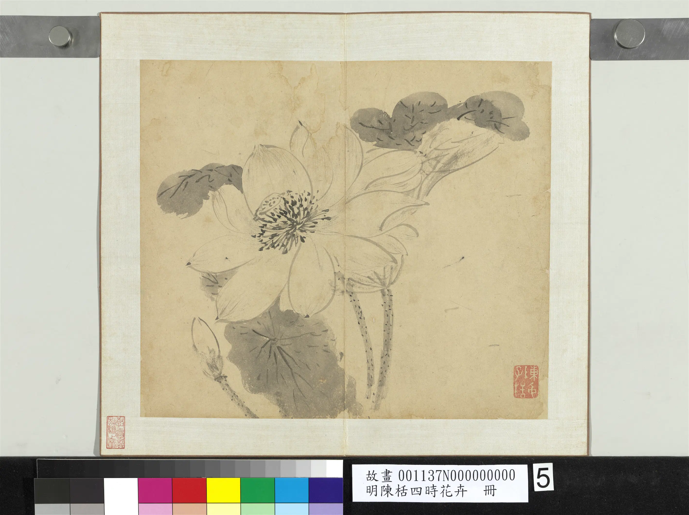 明朝【陈栝】《四时花卉册》 第9张