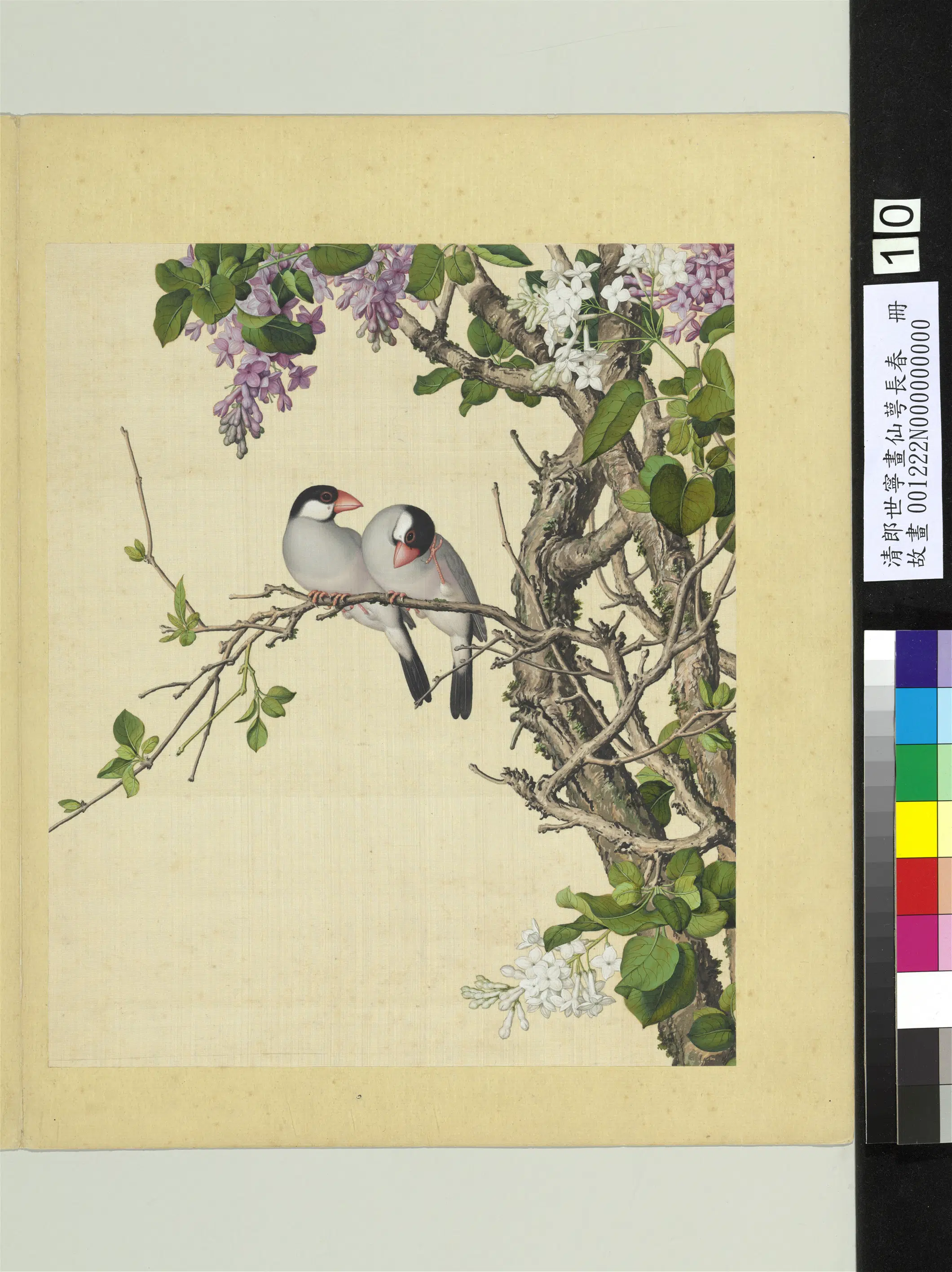 清代【郎世宁】《画仙萼长春册》 第7张 清代【郎世宁】《画仙萼长春册》 第7张