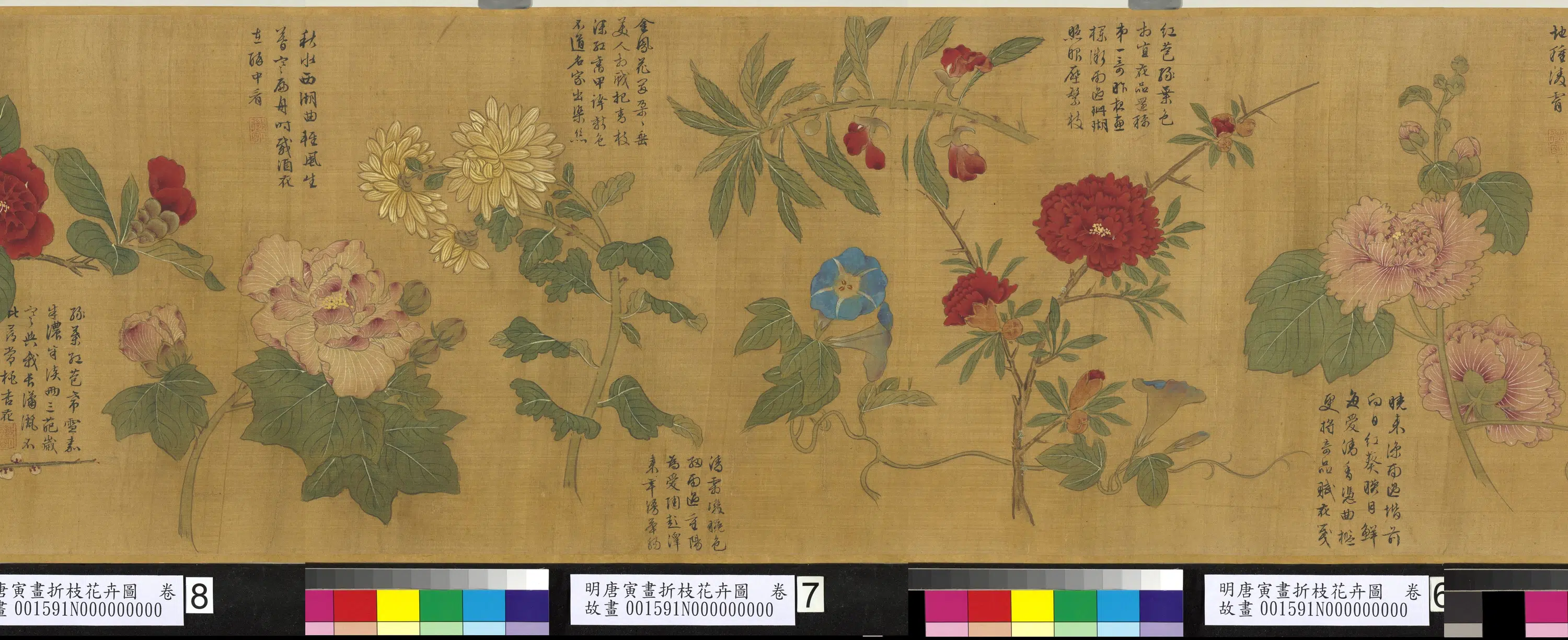 明朝【唐寅】《画折枝花卉图卷》 第2张
