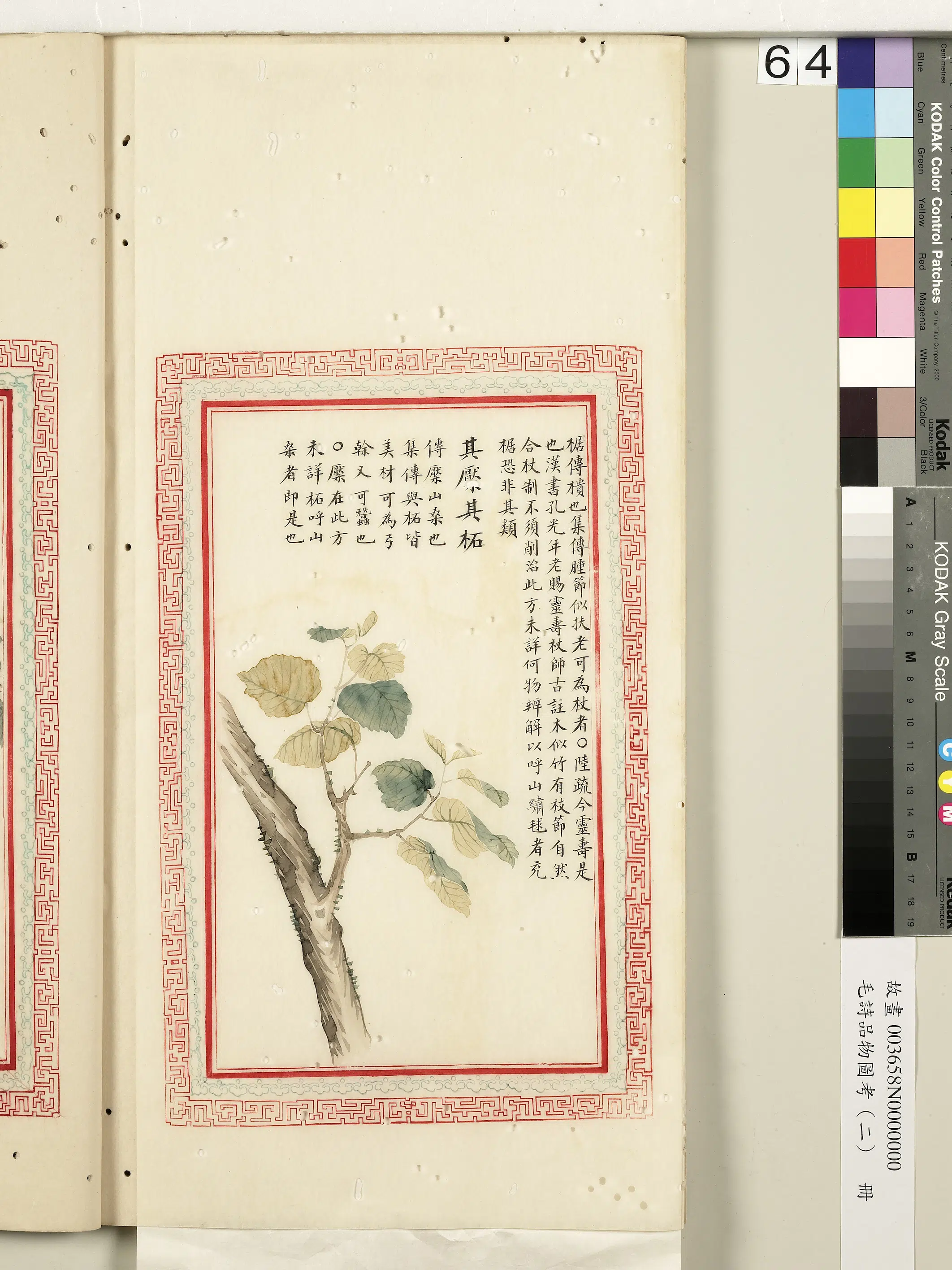 清朝【佚名】《毛诗品物图考（二）册-其檿其柘-2》