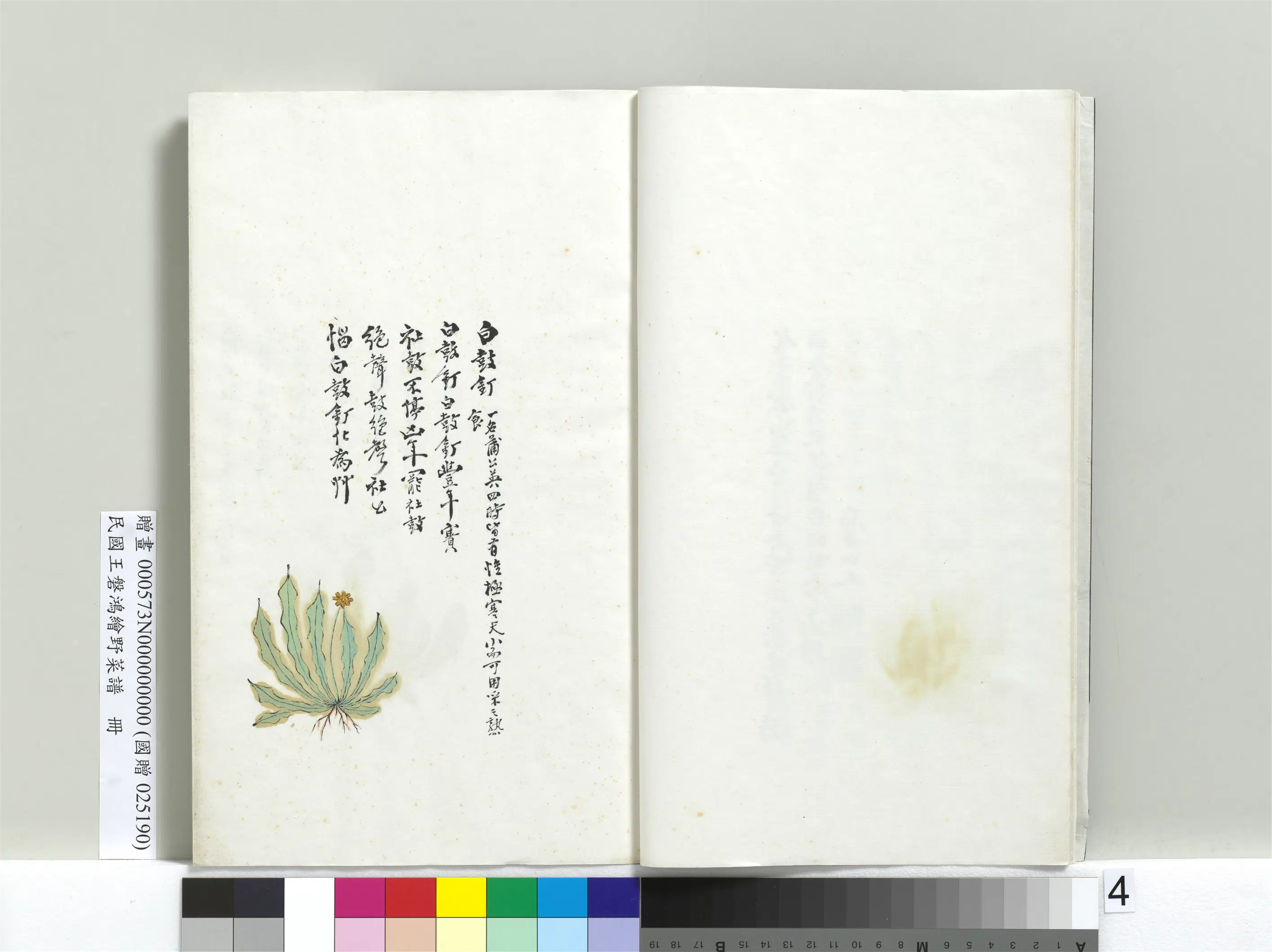 《绘王盘野菜谱册-白鼓钉》