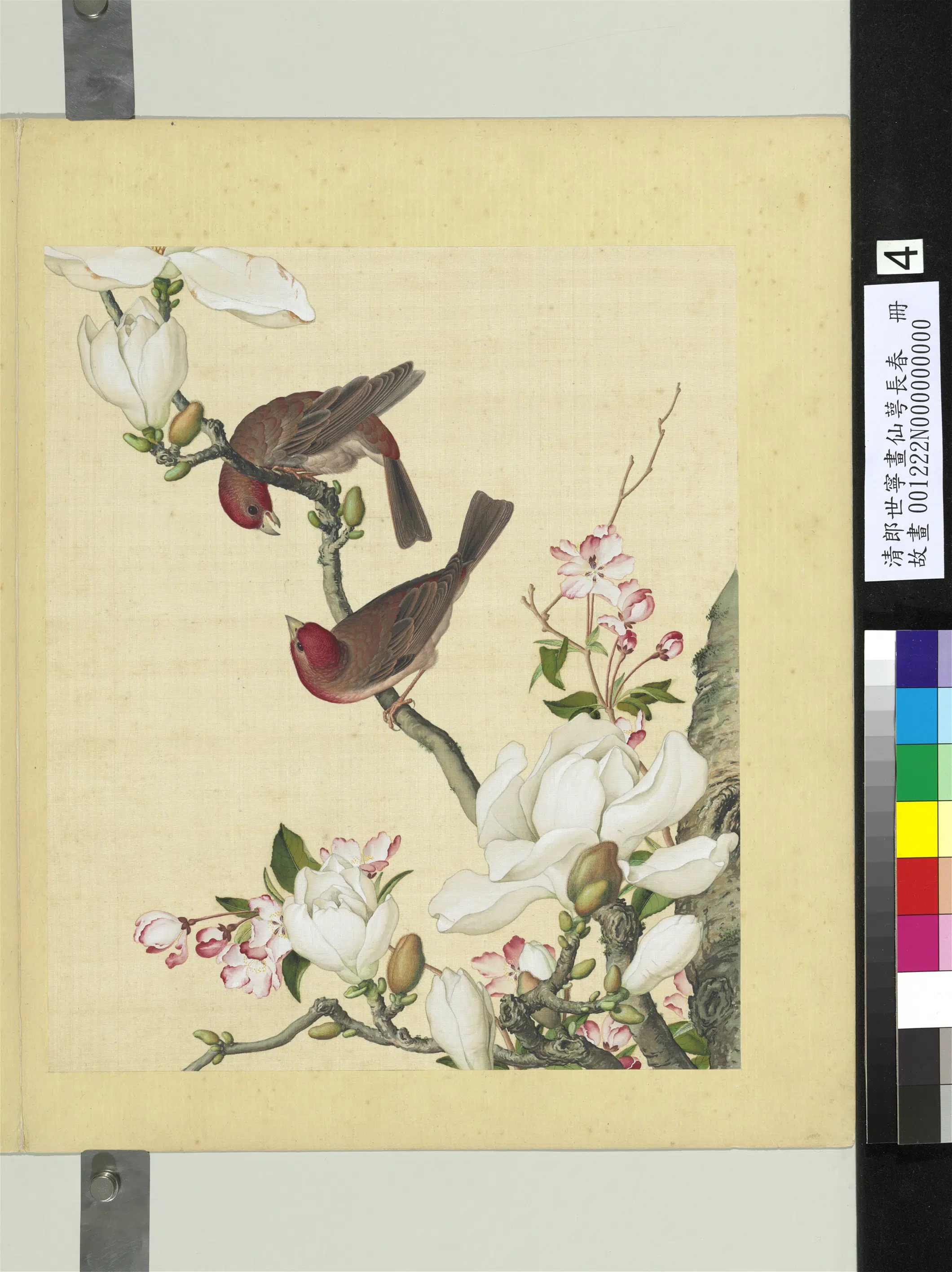 清代【郎世宁】《画仙萼长春册》 第3张 清代【郎世宁】《画仙萼长春册》 第3张
