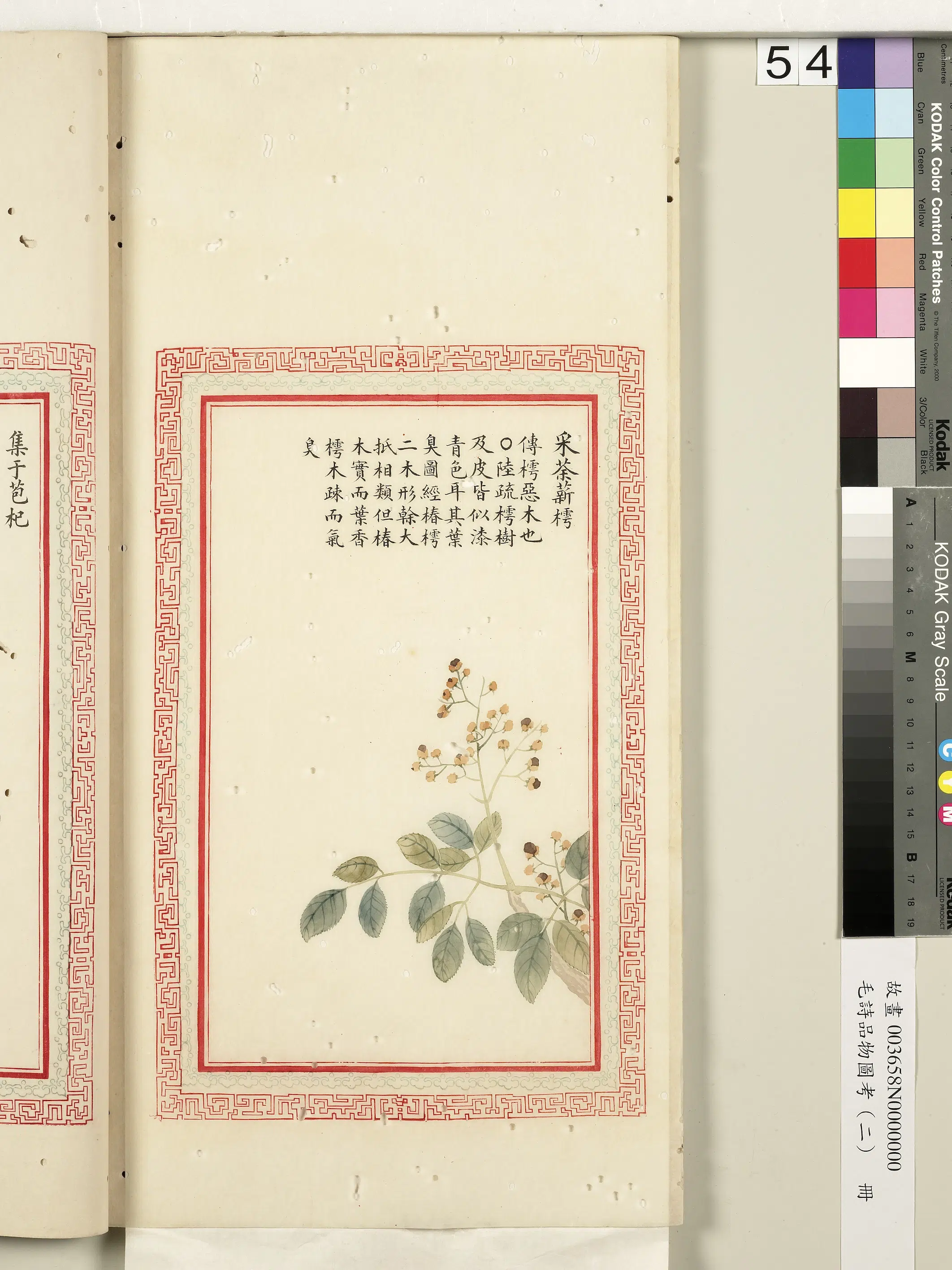 清代《毛诗品物图考（二）册-2》 第55张