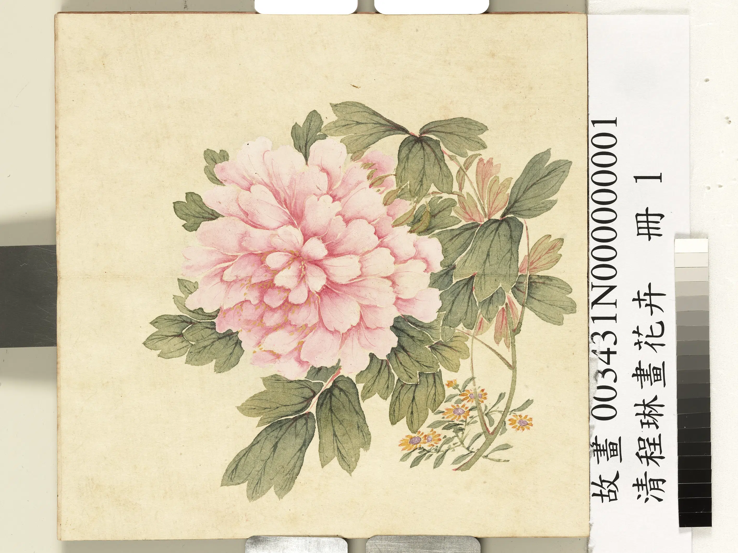 清代【程琳】《画花卉册-牡丹》 第1张 清代【程琳】《画花卉册-牡丹》 第1张