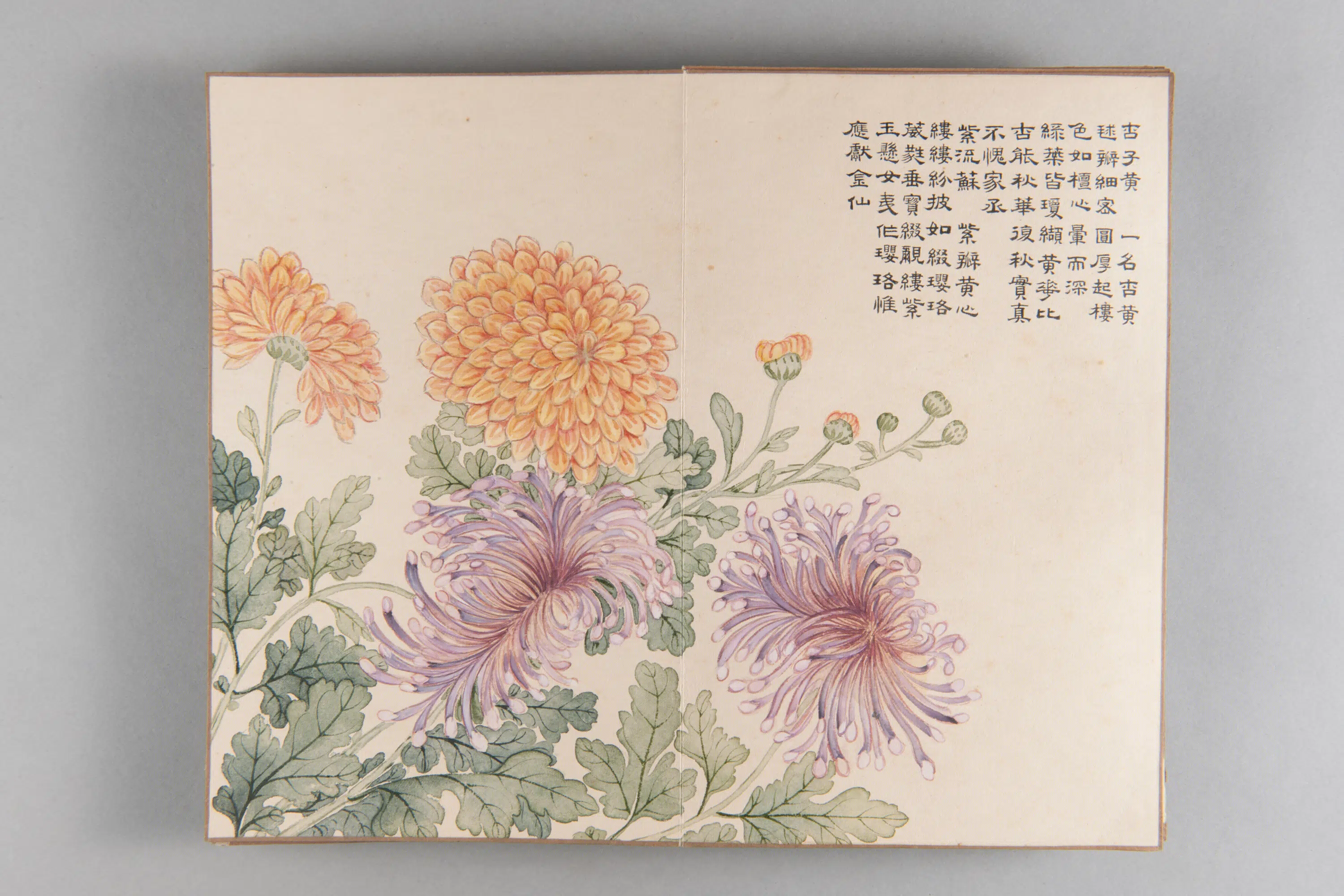 清代【爱新觉罗弘旿】《洋菊图册(15开)》 第12张 清代【爱新觉罗弘旿】《洋菊图册(15开)》 第12张