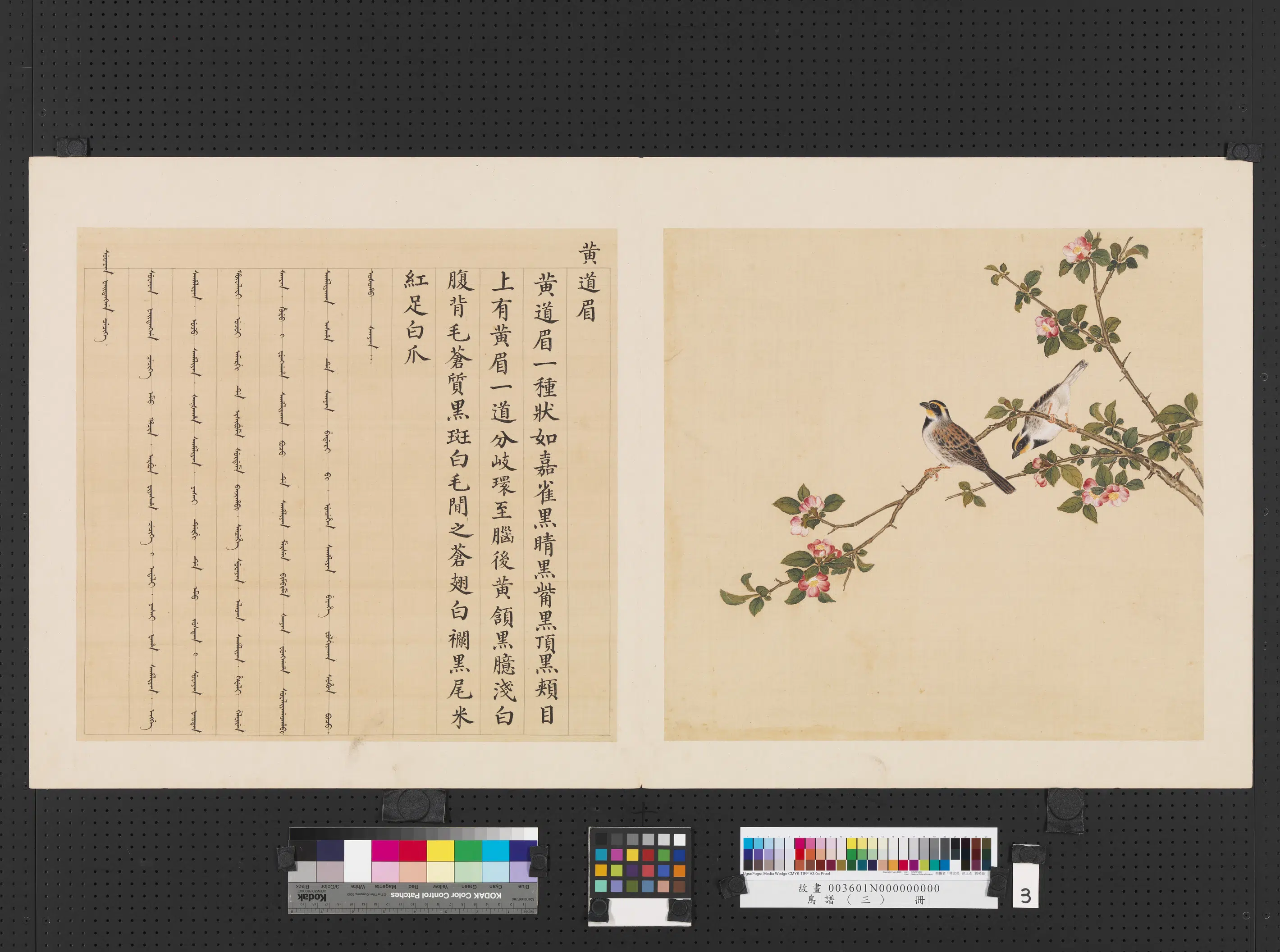 《鸟谱（三）册》 第30张